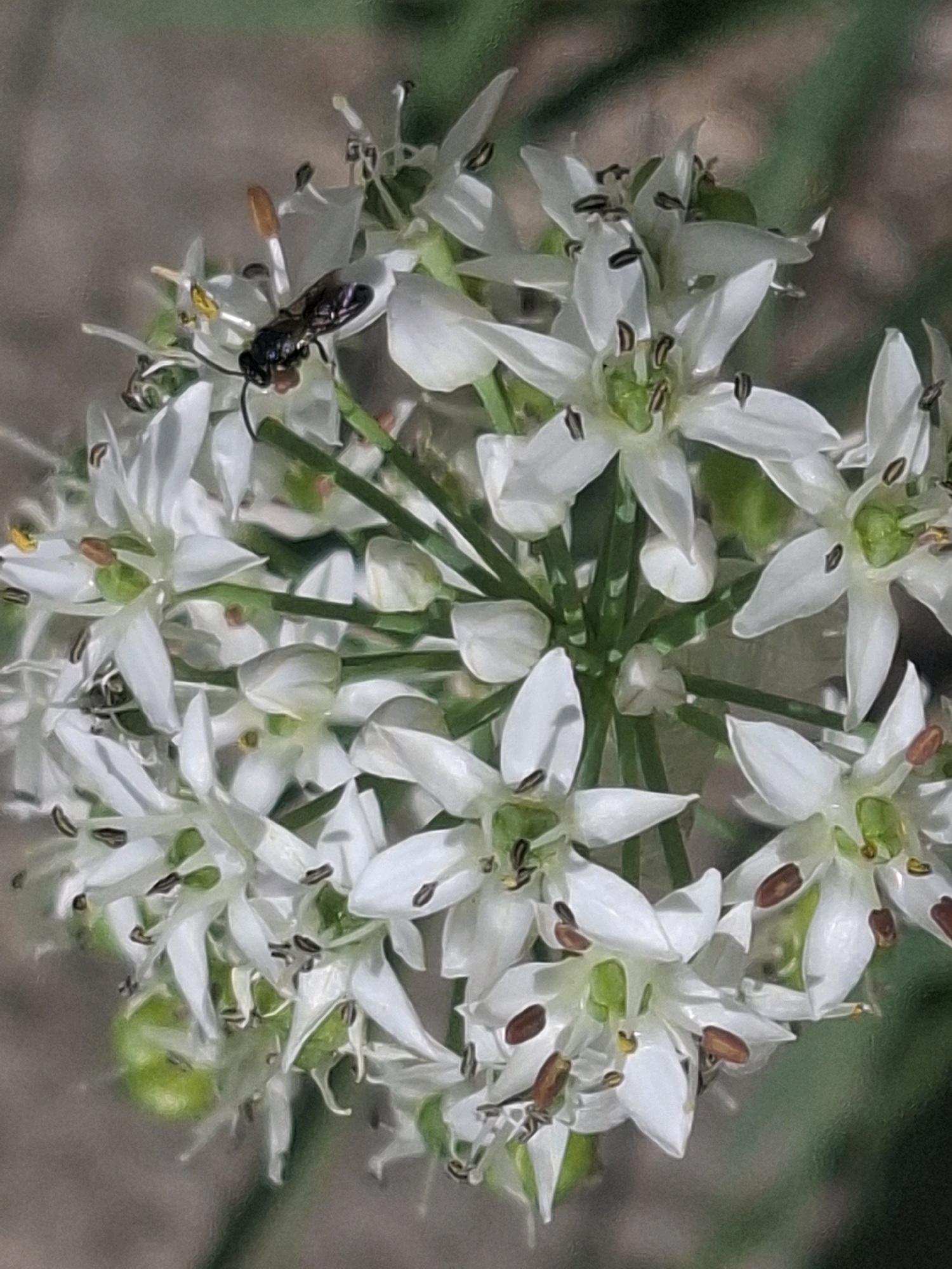 A close-up, slightly hazy photograph captures a cluster of small, white, star-shaped flowers, likely Allium flowers given the context. A small, dark insect, possibly a bee or wasp, is perched on one of the blossoms, its body angled towards the center of the flower. The insect appears to be collecting pollen or nectar. The flowers are clustered together on thin green stems. The background is softly blurred, with muted tones of green and brown suggesting foliage and possibly soil. The image does not contain any identifiable landmarks of Almaty, Kazakhstan.