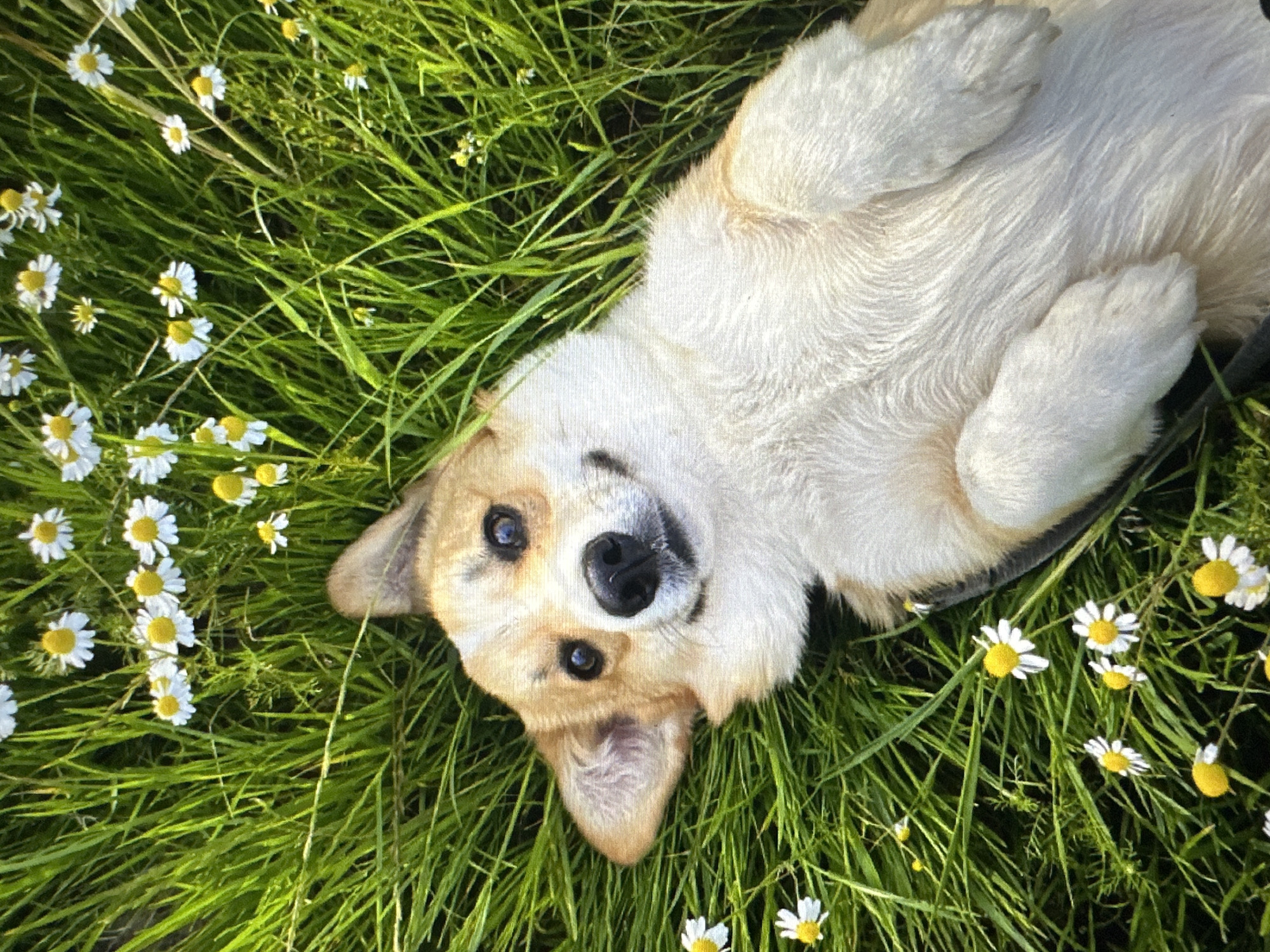 A dog, possibly a Corgi, is lying on its back in a grassy field with white and yellow wildflowers. The dog has tan and white fur and is looking up at the camera with a happy expression. The grass is green and lush, and the sunlight is casting shadows. The scene appears to be outdoors, likely in a park or meadow, as suggested by the abundance of grass and wildflowers. There is no indication of the specific location within Tallinn, Estonia.