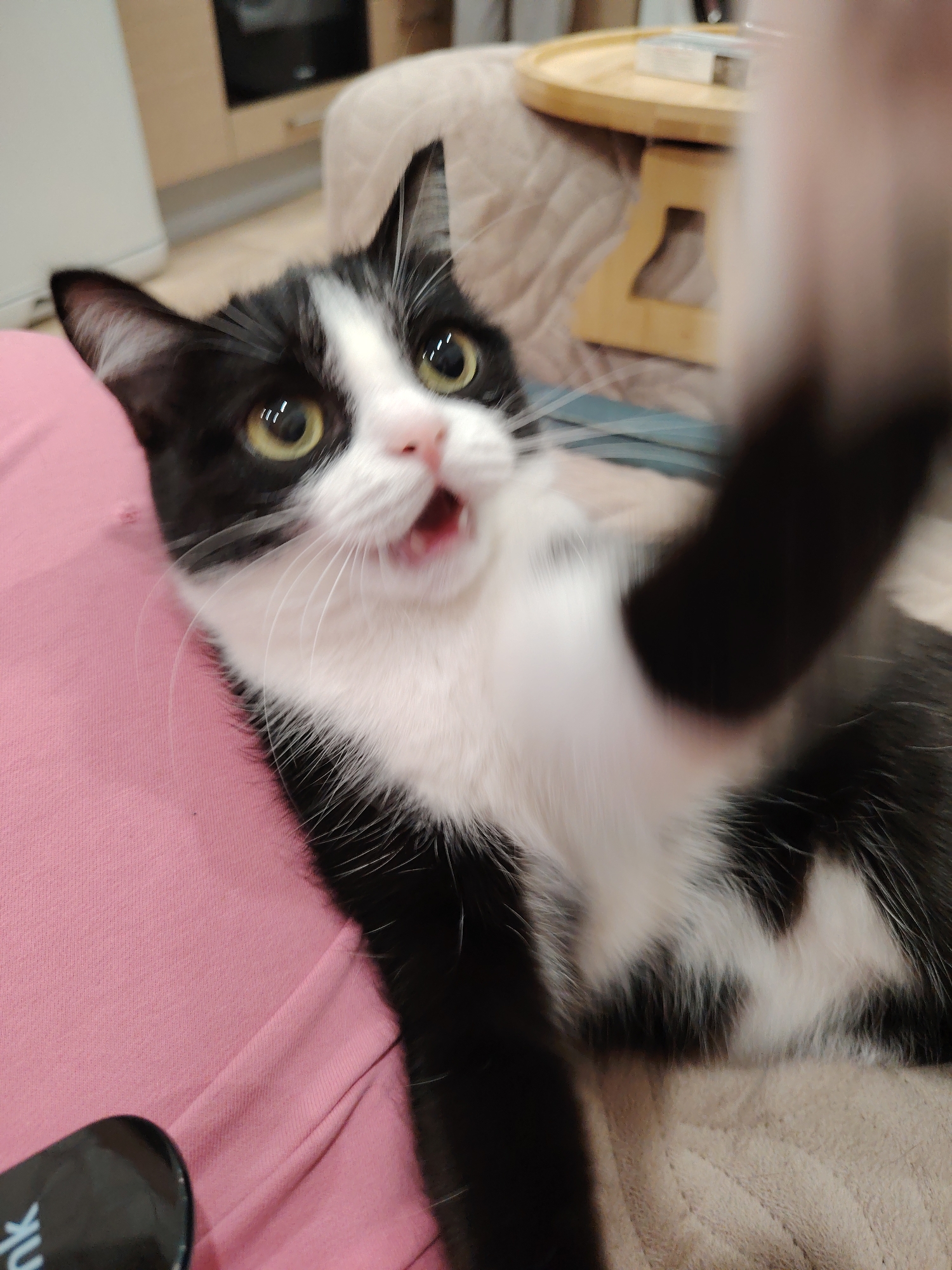 A black and white cat is sitting on a person wearing a pink shirt. The cat is looking up with its mouth open and a paw raised. In the background, there is a table with a wooden top and a white appliance.