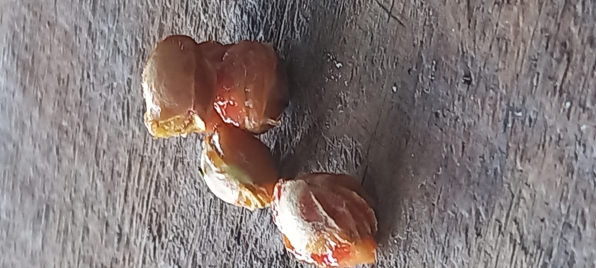 Three small, partially shelled nut-like objects are depicted resting on a textured, greyish-brown wooden surface in Kryvyi Rih, Ukraine. The objects display a combination of reddish-brown husks/skins and yellowish-white internal kernels, with a visible white powdery substance adhering to their surfaces. One object is positioned on the left side of the cluster, while two others are stacked vertically towards the right. The wooden surface exhibits distinct linear grain patterns and minor surface irregularities.