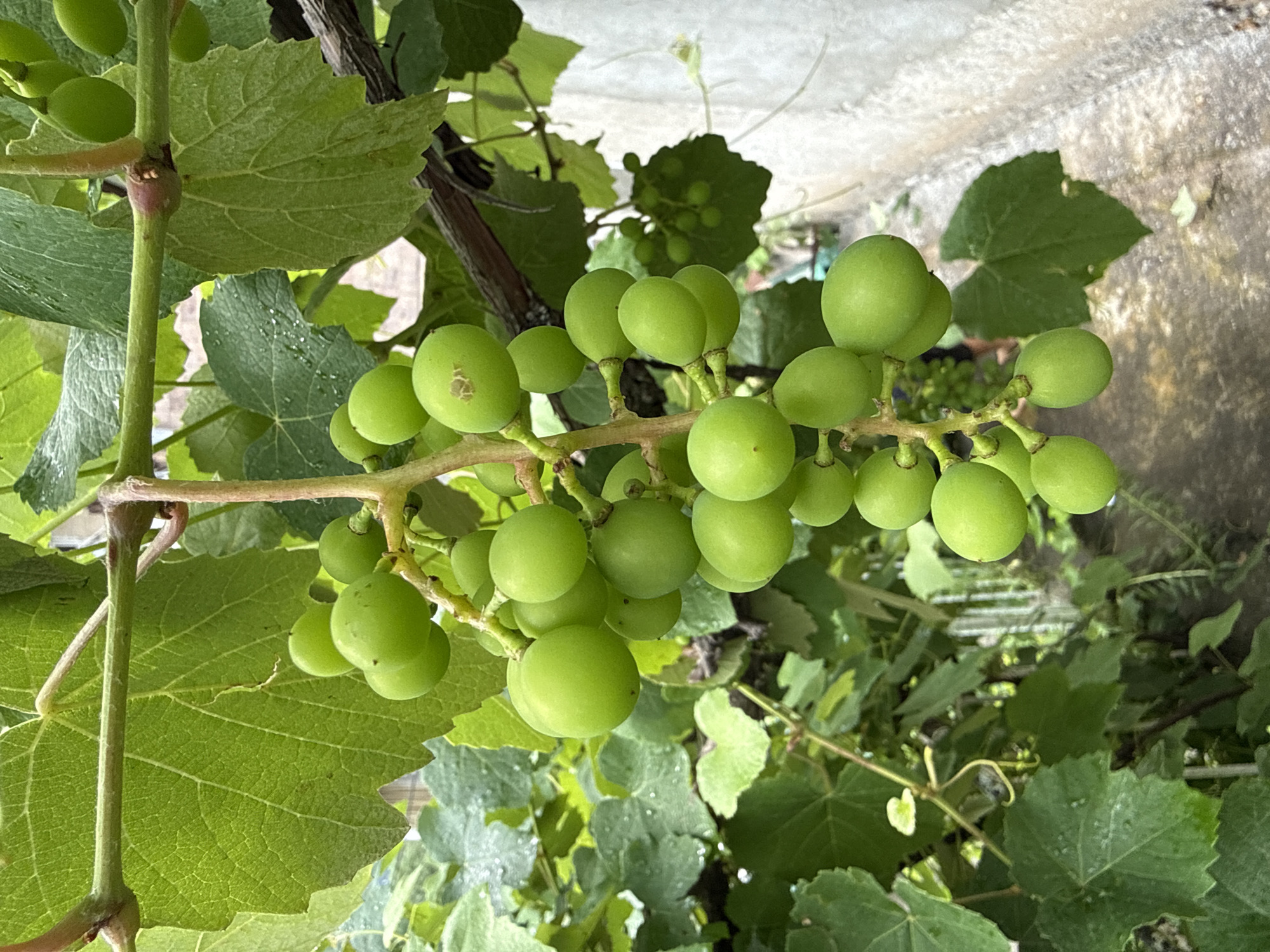 A close-up shot captures a bunch of green grapes hanging from a vine. The grapes are round and plump, with a light green hue. They are clustered together on a thick stem, surrounded by large, vibrant green grape leaves. Some of the leaves appear to have water droplets on them, suggesting recent rain or dew. The background is blurred, but hints at a rustic outdoor setting with hints of foliage and a light-colored wall. The image is focused on the grapes, highlighting their fresh and natural beauty. This scene could be found in a garden or vineyard, possibly in Dilijan, Armenia, known for its natural beauty and lush landscapes.