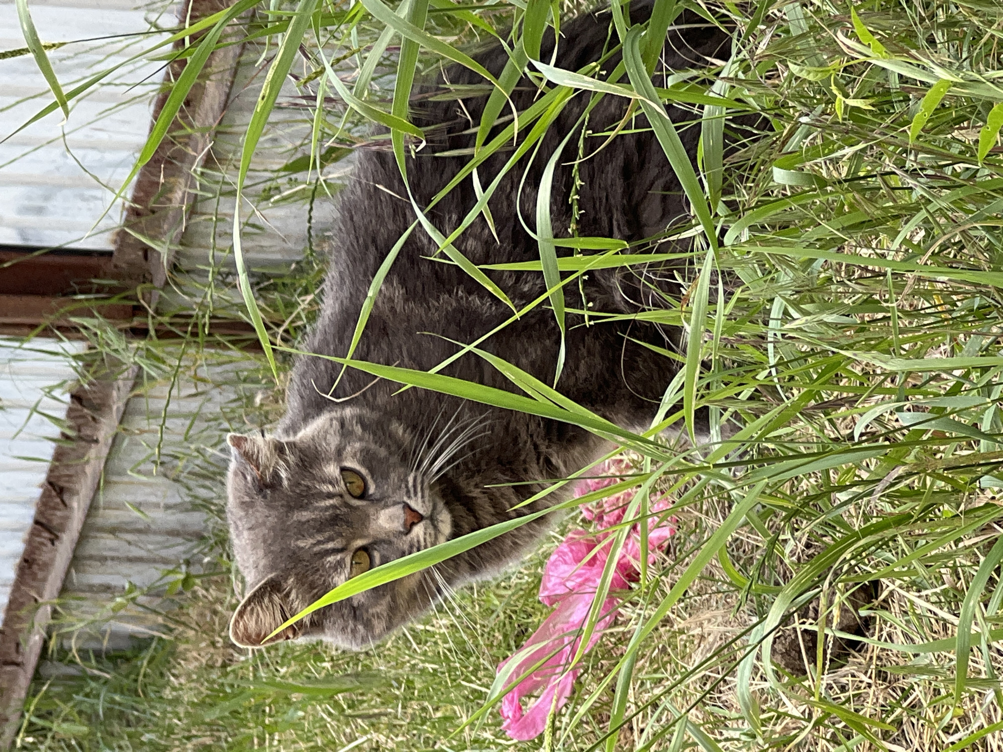 A grey tabby cat with yellow eyes peers out from tall green grass. The cat's fur is dark grey with lighter grey tabby markings on its face and body. It is lying down in the grass, with its head tilted slightly to the side. In the background, a weathered wooden fence is visible. A piece of bright pink plastic material is partially visible in the grass near the cat. The scene suggests an outdoor setting, likely a garden or yard, with abundant vegetation. The lighting indicates it is daytime, and the image has a natural, candid feel. The cat appears alert, with its gaze directed towards the viewer. The overall impression is one of a domestic cat in its natural outdoor environment.