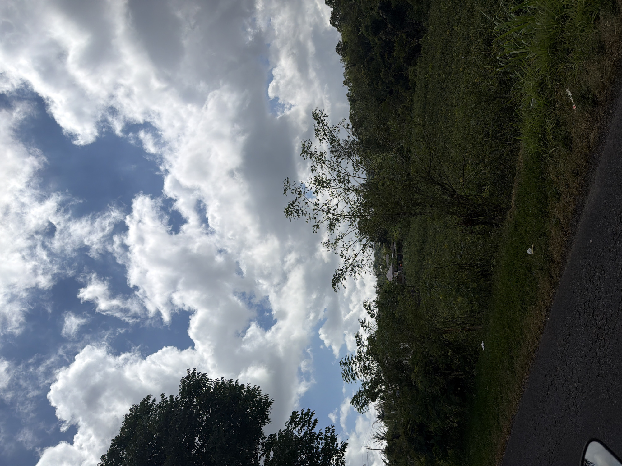This is a photograph of a roadside scene in Kintamani, Indonesia, under a sky filled with scattered white clouds against a blue background. The foreground features a dark asphalt road with visible cracks, and on the right side, a strip of dry grass and some taller green plants. Further back, a green embankment is covered in dense vegetation and trees. Two white pieces of litter are visible on the grass. A few structures, appearing to be houses with pitched roofs, are nestled within the trees on the distant hillside. The left side of the image is partially obscured by the dark green foliage of a large tree. The scene appears to be a rural or semi-rural area.