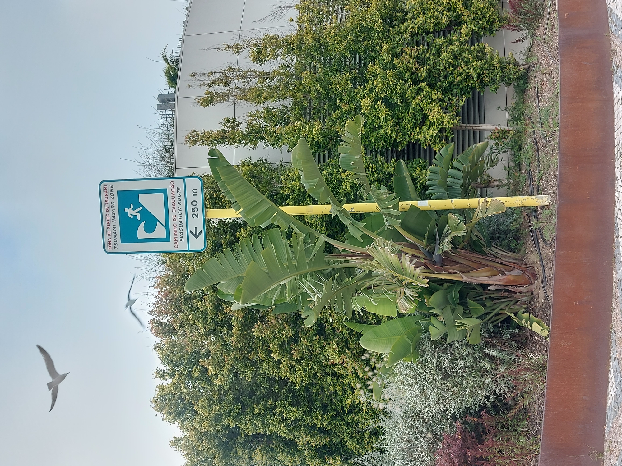 The scene depicts a "Tsunami Hazard Zone" sign in Cascais, Portugal. The sign, in Portuguese and English, indicates an evacuation route of 250 meters. A yellow metal bar provides support for the sign. The sign is situated amidst dense greenery, including a banana plant. Two birds are flying in the light blue sky, in the background.