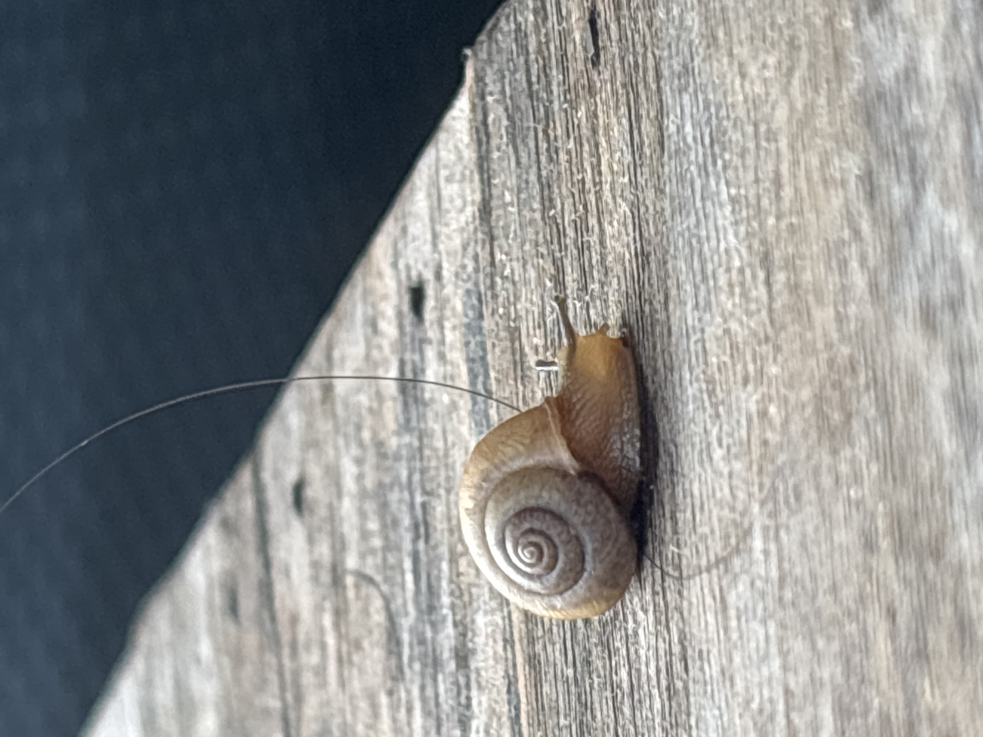 A small brown snail with a coiled shell is positioned on a weathered wooden surface. A single, thin dark strand, likely a hair or fine fiber, extends upwards from the snail and out of frame. The wooden surface appears to be outdoors, with a dark, out-of-focus background suggesting water or a shaded area. The snail is facing towards the right side of the image. There is no indication of the location being in บ้านบางรักษ์, Thailand.