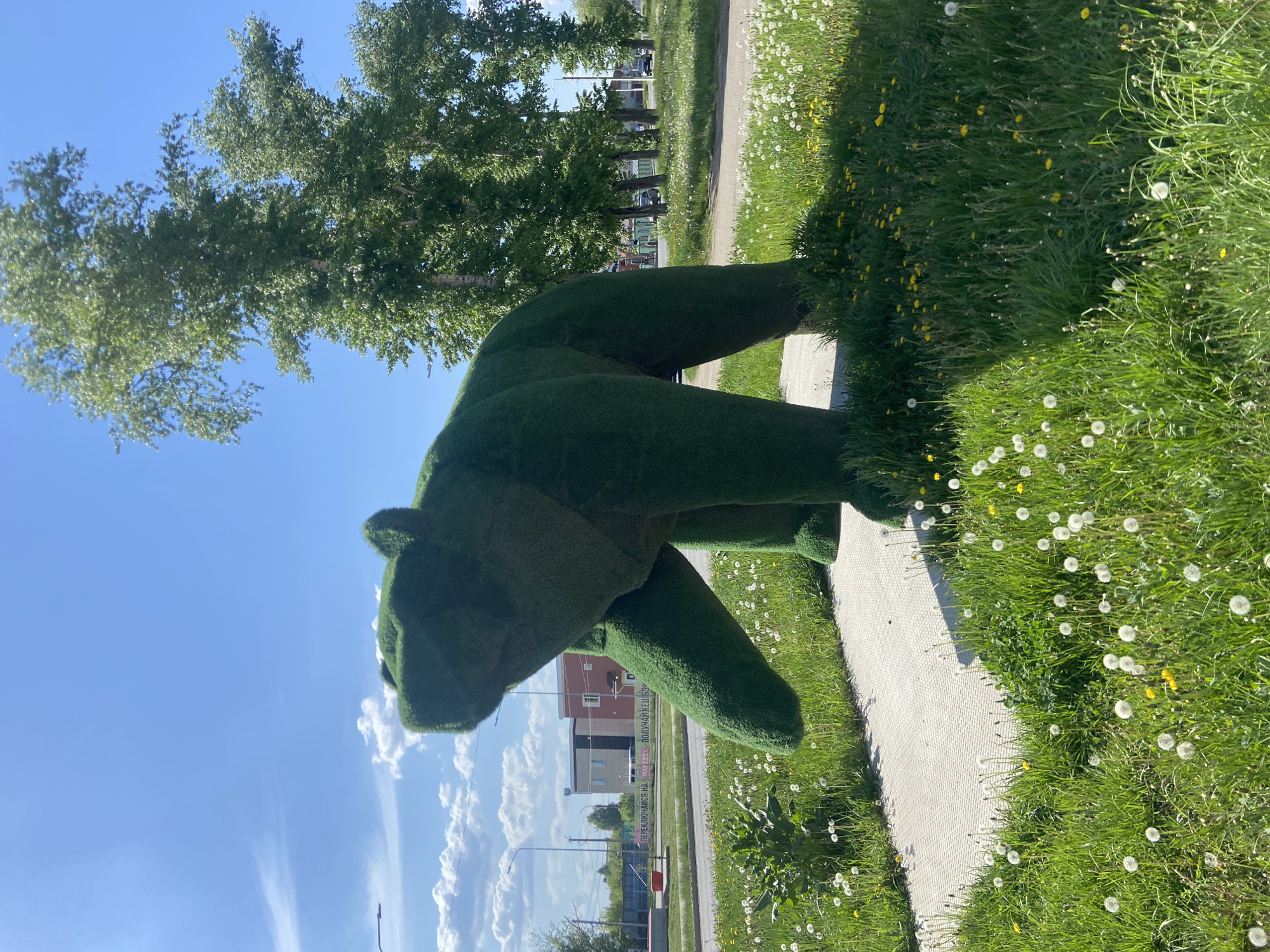 A slightly rotated image shows a green bear topiary located on a concrete sidewalk. Green grass filled with dandelions is on the right side of the sidewalk. Beyond the sidewalk are trees, a road, and buildings. The sky is blue with some clouds. The location is in the city of Chaikovsky, Russia.