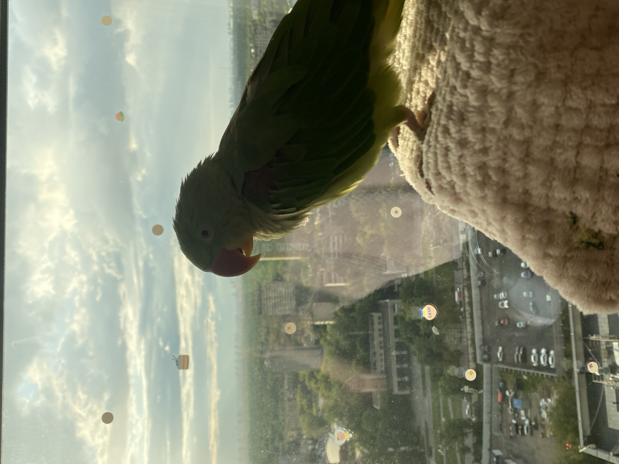 A green parrot with a red beak is perched on a fluffy, light-colored surface. The parrot is facing right, with its head turned slightly towards the viewer. In the background, a city skyline is visible through a window, with buildings and trees. The sky is cloudy, and there are several small, colorful stickers on the window, including a cake, a flower, and a character with the word "COCO" on it. The image appears to be taken from a high vantage point in a building, possibly an apartment, in a dense urban area. The presence of the city skyline and the style of buildings suggest a location within a major metropolitan area, potentially in Moscow, Russia, given the context of the query. The lighting suggests it might be late afternoon or early morning, with the sun casting a warm glow.