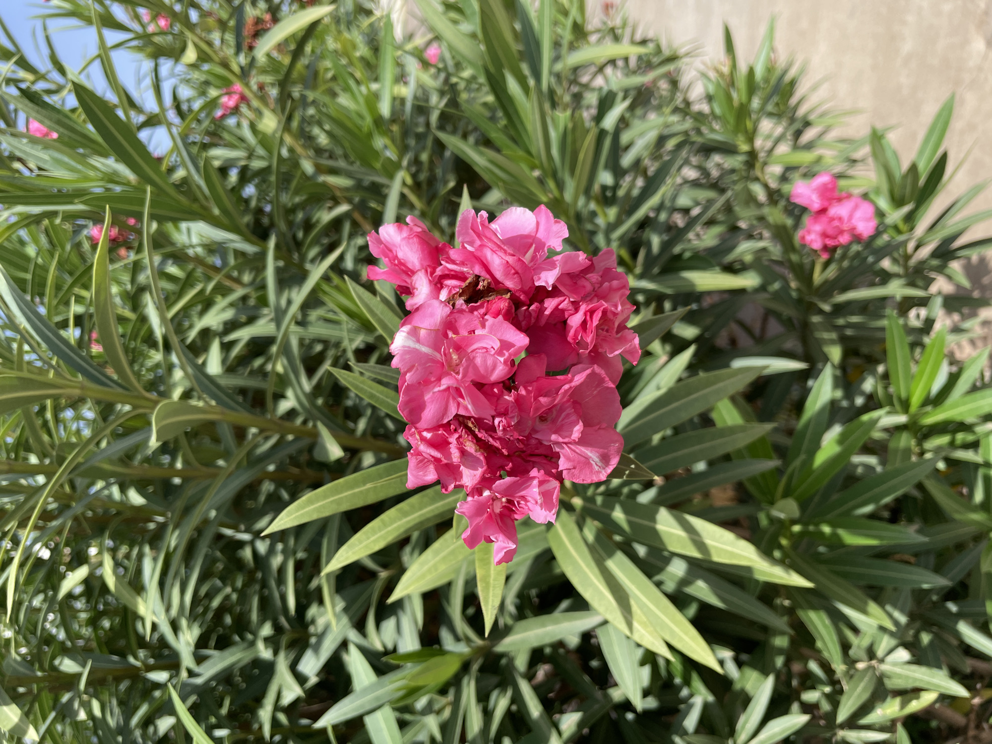 A cluster of vibrant pink oleander flowers is in full bloom, with their delicate petals unfurling against a backdrop of lush green foliage. The flowers are a focal point, their color intensified by the bright sunlight. Interspersed among the leaves, other smaller pink buds and blossoms suggest a continuous flowering season. The leaves of the oleander plant are long and slender, a deep green, with some showing a subtle striped pattern, possibly due to light or natural variation. The background reveals a hint of a paved surface, likely a pathway or ground in the vicinity of Unguwar Rimi, Nigeria, suggesting an outdoor setting. The sky, visible in the upper right corner, is a clear, bright blue, indicating a sunny day. The overall impression is one of natural beauty and vibrant growth, characteristic of a well-maintained garden or natural landscape in a warm climate.