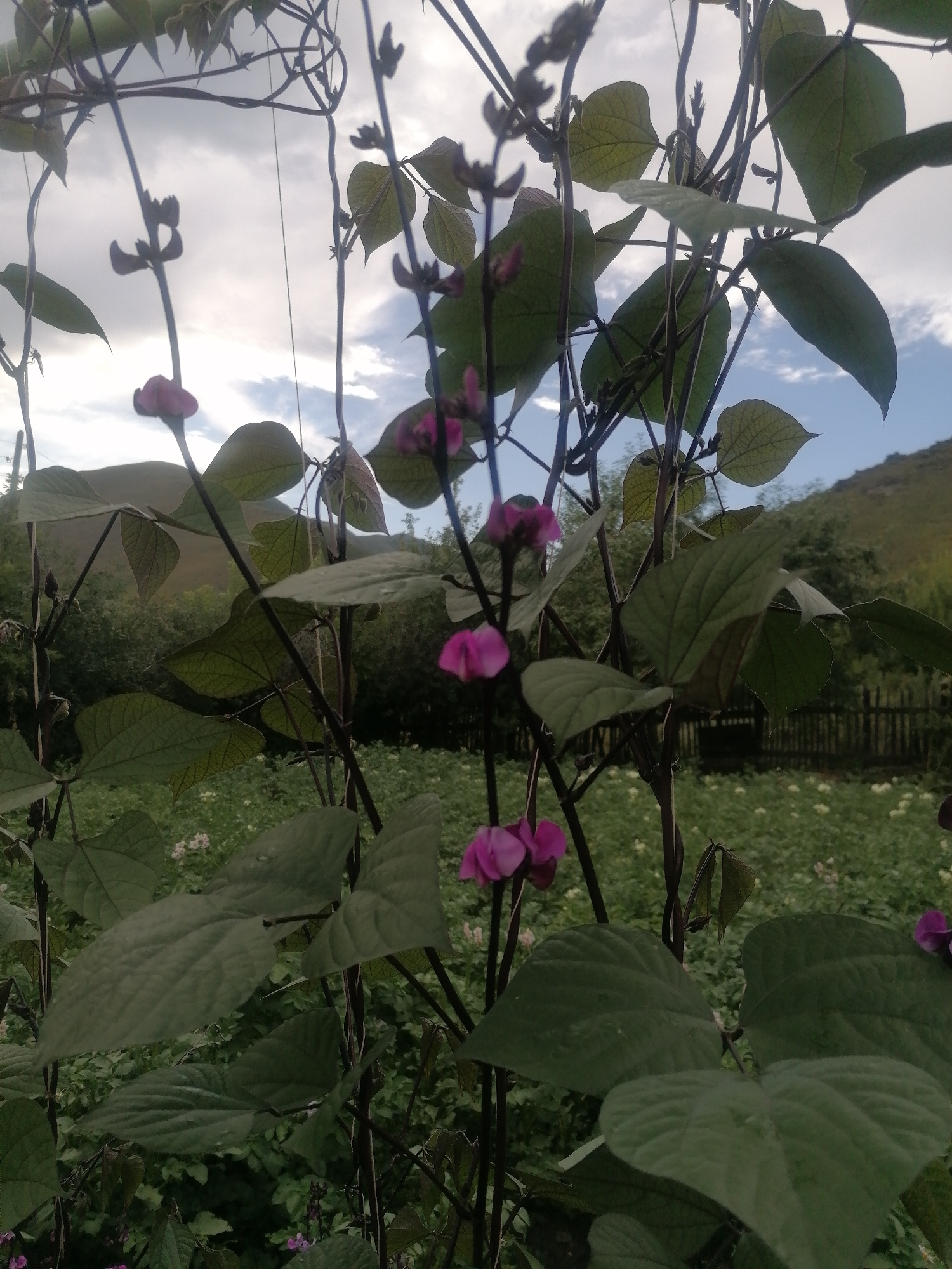 A low-angle, outdoor, medium shot captures a close-up view of dark-stemmed bean plants with large green leaves and vibrant magenta flowers, which are the primary focus. The plants are supported by dark, thin trellises that extend upwards, out of frame. Behind the foreground plants, a field of smaller green plants with white flowers can be seen, interspersed with patches of taller, darker green vegetation. In the background, a weathered wooden fence runs horizontally, and beyond that, a gently sloping, tree-covered hill rises against a partly cloudy sky. The overall scene suggests a rural garden setting. The image is undated and its specific location in Serebriansk, Kazakhstan is not visually verifiable from the provided image content.