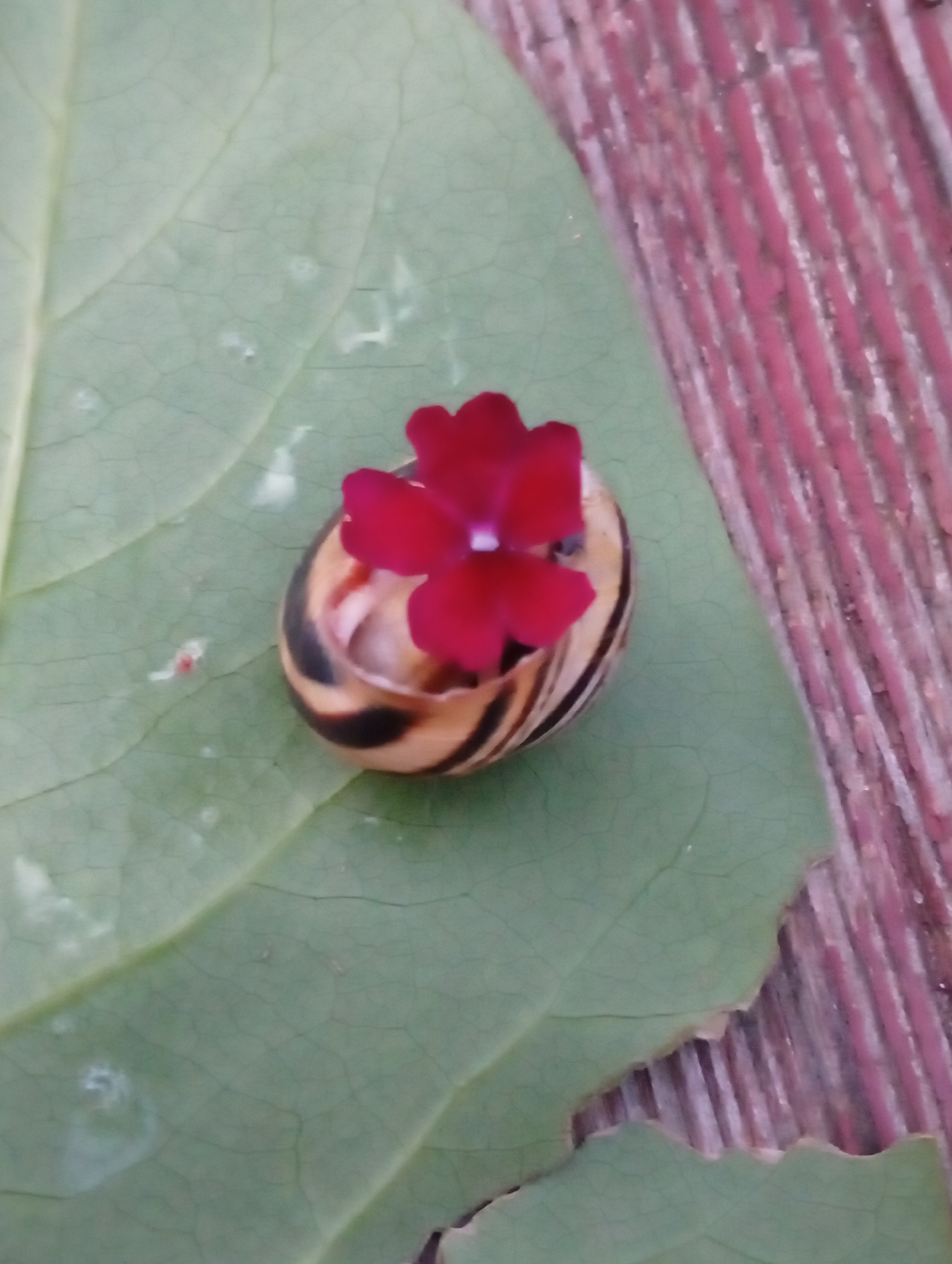 A snail with a spiral shell patterned with brown and tan bands is resting on a large, green leaf. A single, small, red flower with a yellow center is positioned on top of the snail's shell. The leaf is slightly textured with visible veins and some water droplets. The background consists of a wooden surface with parallel, textured pink and red stripes. The scene is captured from a top-down perspective.