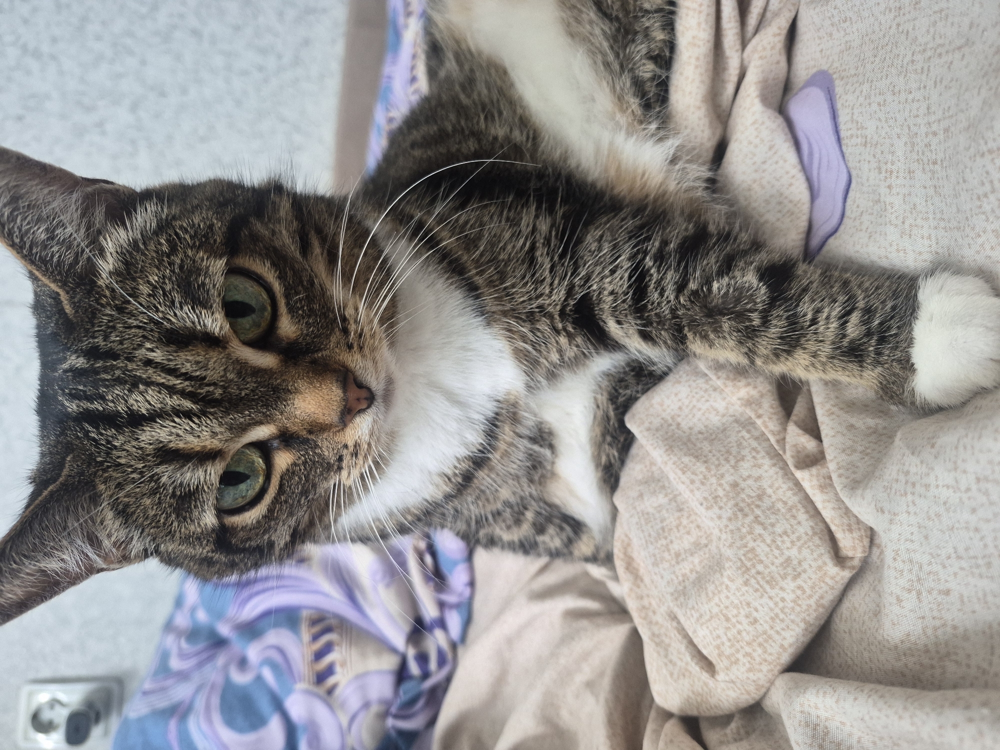 A close-up, eye-level shot captures a tabby cat with green eyes and white markings on its chest and paws, resting on a bed covered with beige and patterned fabrics. The cat is looking directly at the camera with a serious expression. In the background, a wall with an electrical outlet and a blue and purple patterned blanket are visible. The scene appears to be indoors, likely in a bedroom. The image was taken in the city of Chaikovsky, Russia.