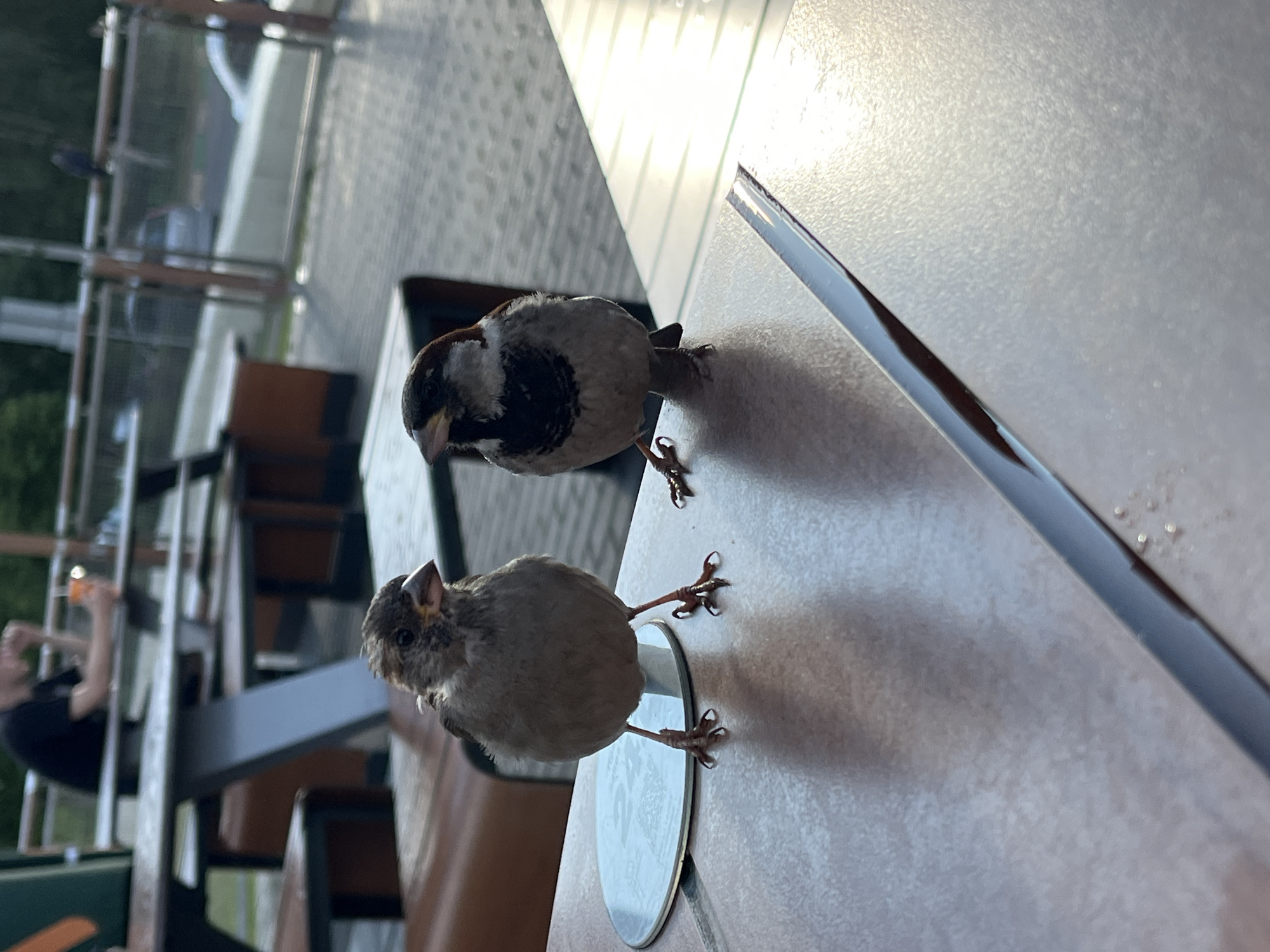 Two sparrows are standing on a table outdoors, possibly at a cafe or restaurant. The sparrow on the left is facing forward and slightly left, with its head tilted up. The sparrow on the right is facing forward and slightly right, with its head tilted down. In the background, out of focus, a person is sitting at a table holding a drink. The environment appears to be a public outdoor seating area, possibly in a city. The lighting suggests it is daytime, with sunlight casting shadows. The table surface is a speckled brown color. There is a metallic object, possibly a coaster, under the left sparrow's feet. A dark, reflective strip runs diagonally across the table in the foreground. The backdrop includes outdoor furniture and a blurred background of trees and a road with some vehicles. The location is not identifiable as Nizhny Novgorod, Russia.