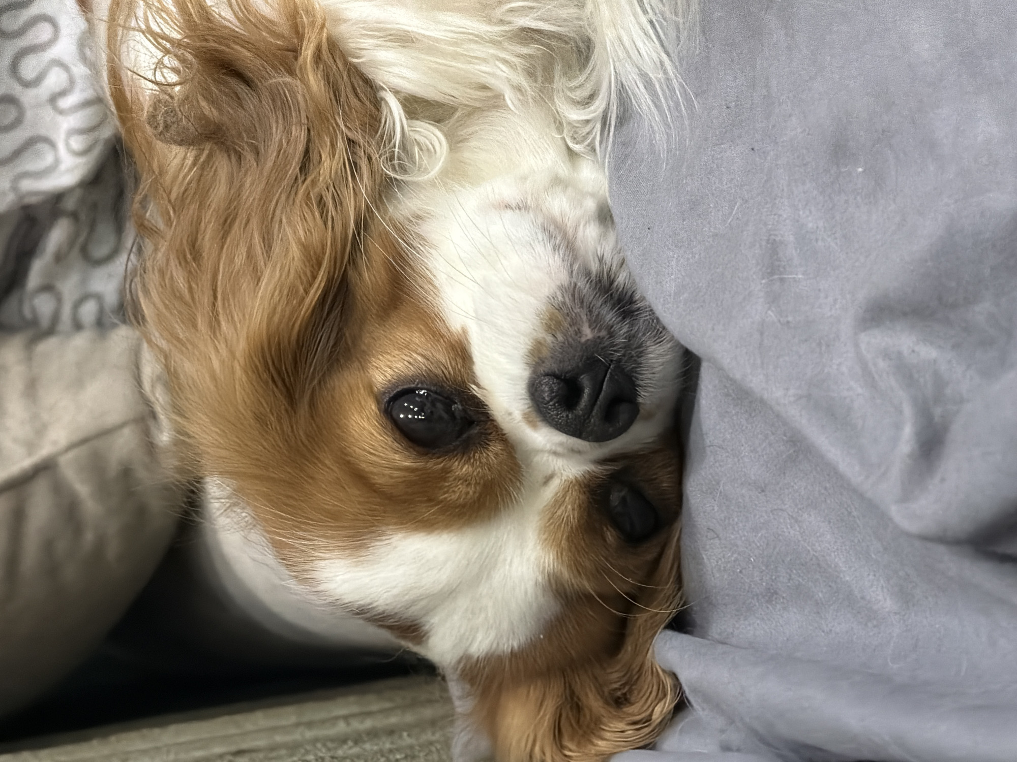 A Cavalier King Charles Spaniel dog lies upside down, partially covered by a gray blanket. The dog has white and brown markings on its face and long, floppy ears. Its eyes are open and looking at the camera. The dog appears to be resting or relaxing. There is no information suggesting this picture was taken in Chaikovsky, Russia.