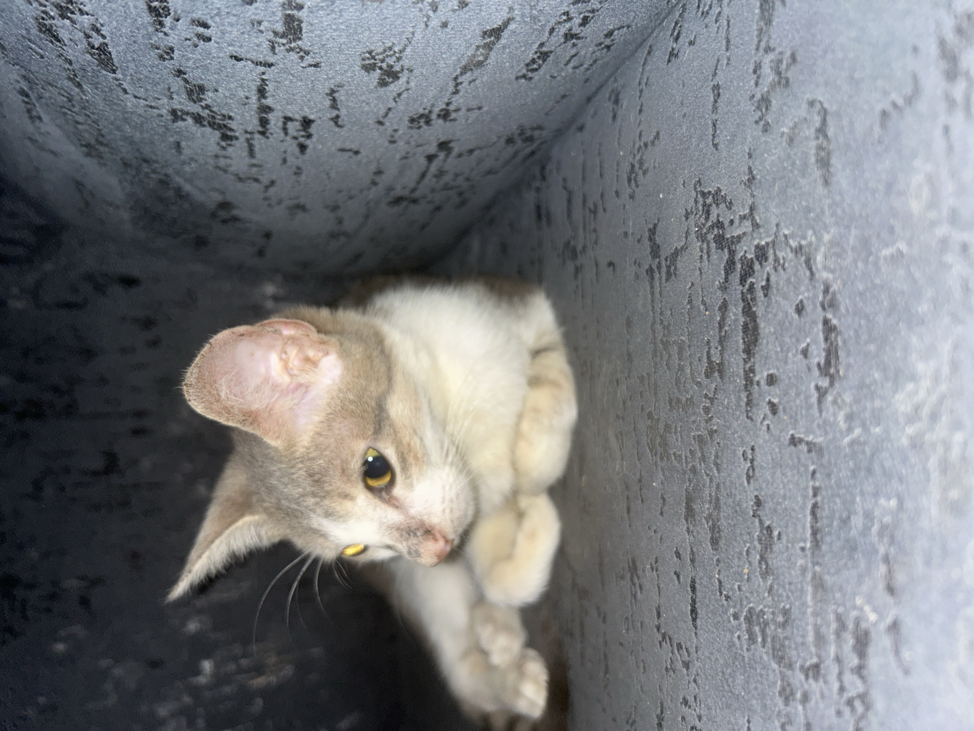 A young cat with grey and white fur is lying down on a dark, textured surface. Its eyes are open and yellow, and it is looking to the left. The cat's front paws are tucked beneath its chest. The background is dark and out of focus, with a textured surface that appears to be fabric. The lighting is dim, casting shadows on the cat and its surroundings.