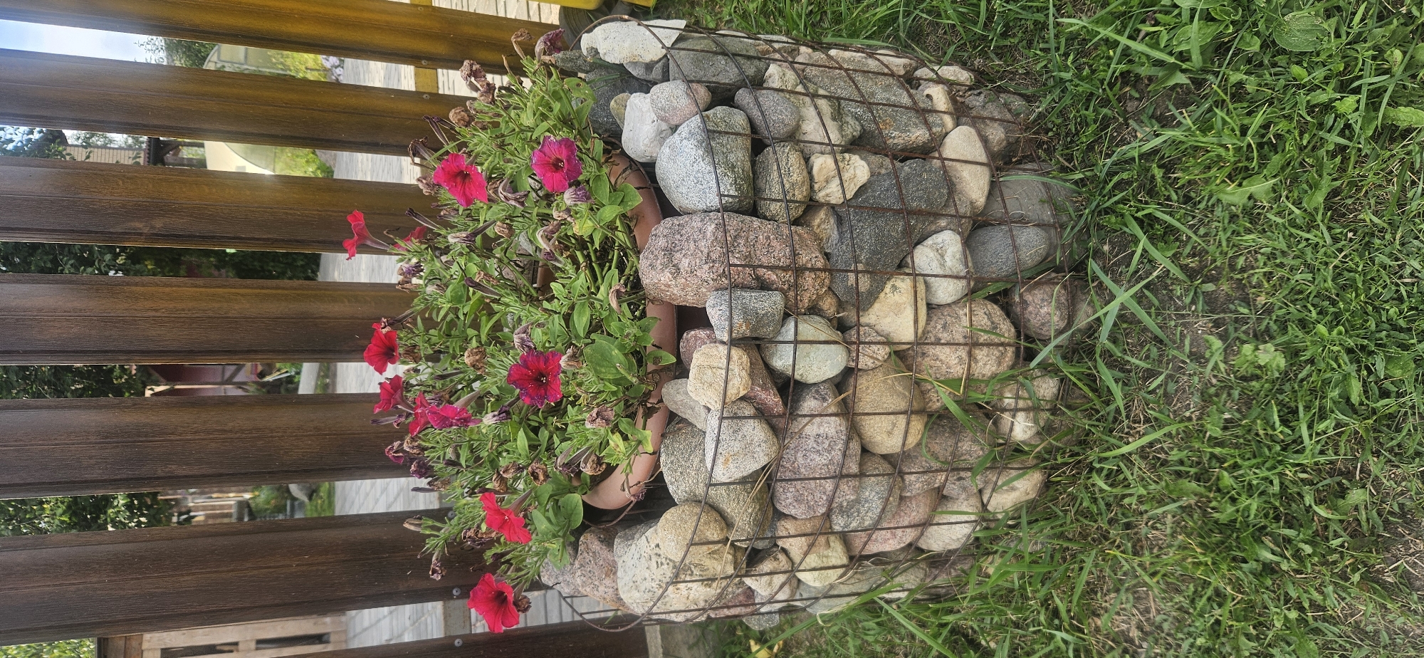 In Vitsebsk, Belarus, a cylindrical gabion planter filled with various sized stones is situated on a patch of grass. The gabion is wrapped in wire mesh and contains a planter pot overflowing with vibrant red petunia flowers and green foliage. Some of the flowers are in full bloom, while others are wilting or have already died. The planter is positioned in front of a wooden fence, the vertical planks of which are weathered and a light brown color. In the background, through gaps in the fence, glimpses of greenery, trees, and parts of buildings, including a greenhouse, can be seen. The ground surrounding the planter is covered in short green grass.