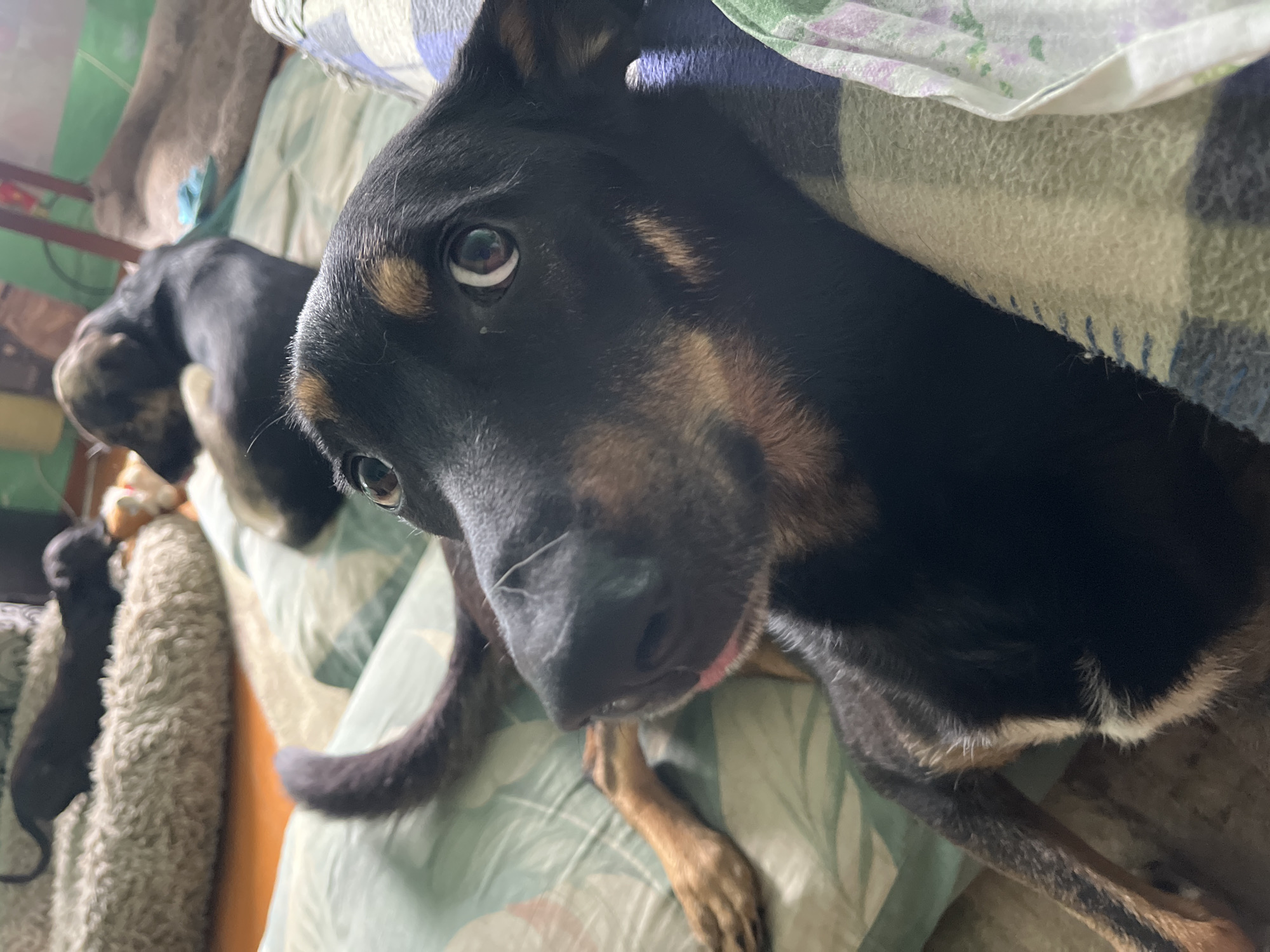 A close-up, eye-level shot focuses on a black and tan dog with large, expressive eyes, lying on a blanket with a floral pattern. The dog's head is turned towards the camera, with its tongue slightly protruding. In the background, another dog, mostly black with some tan markings, is visible lying down. A third, smaller dark-colored dog is partially seen on a fluffy bed in the upper left corner. The environment appears to be indoors, possibly a living room, with other blankets and furniture visible. The overall lighting is dim, suggesting an indoor setting. There is no information in the image to suggest a location in Nizhny Tagil, Russia.
