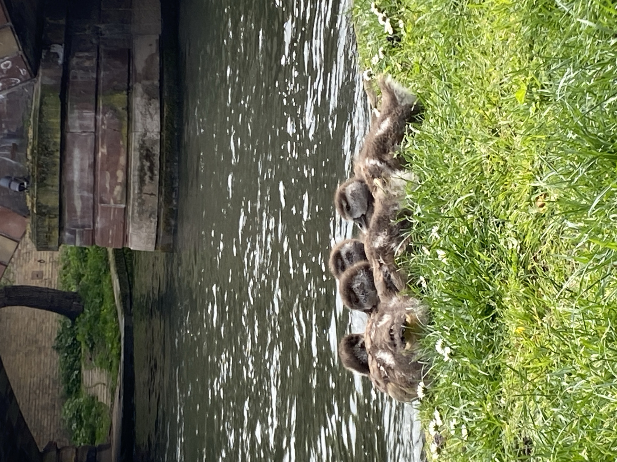 A line of ducklings sits on the edge of a grassy bank, adjacent to a body of water reflecting sunlight. The bank is lush with green grass and small white flowers. The ducklings are grey and fluffy. To the left, part of a stone structure is visible, potentially a bridge or building foundation, indicating an urban setting. The location is Strasbourg, France.