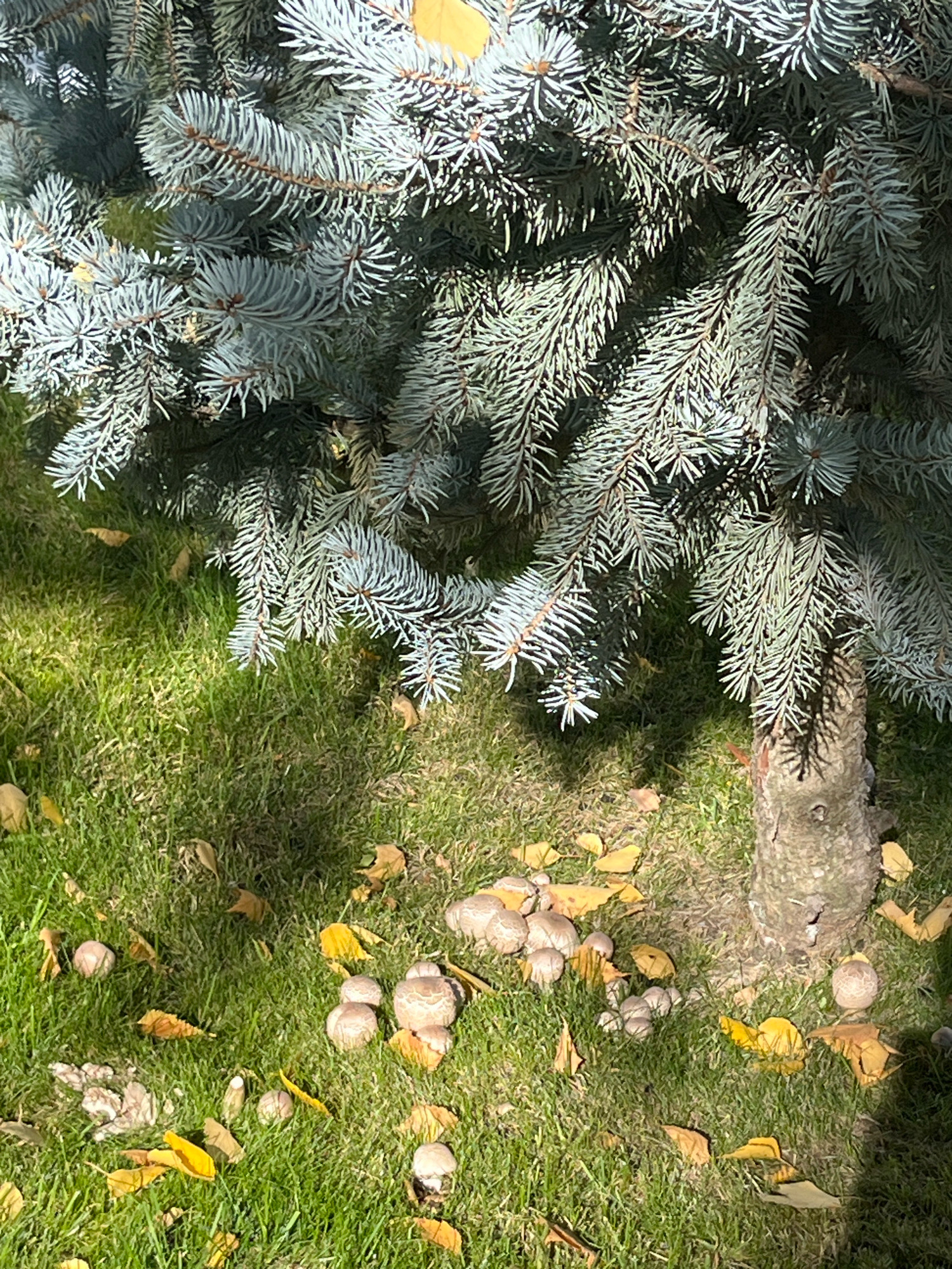 The image shows the base of a blue spruce tree with a cluster of mushrooms growing in the grass beneath it. Fallen yellow leaves are scattered on the ground. The scene appears to be a park or yard, likely in the city of Chaikovsky, Russia, given the presence of a blue spruce tree, a common ornamental tree in temperate climates. There are no people visible in the image.