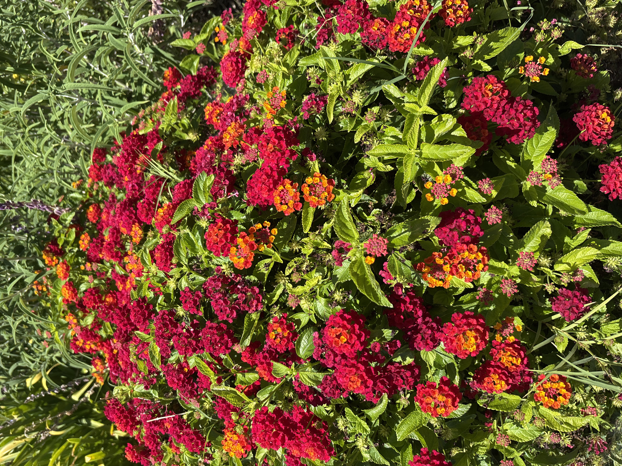 A close-up, eye-level, outdoor shot captures a vibrant cluster of red and orange lantana flowers, interspersed with green foliage, bathed in bright sunlight. The flowers are small and tightly packed into rounded clusters. In the background, out-of-focus green plants and some hints of purple flowers suggest a garden or natural setting. This scene is located in Folsom, California, USA.