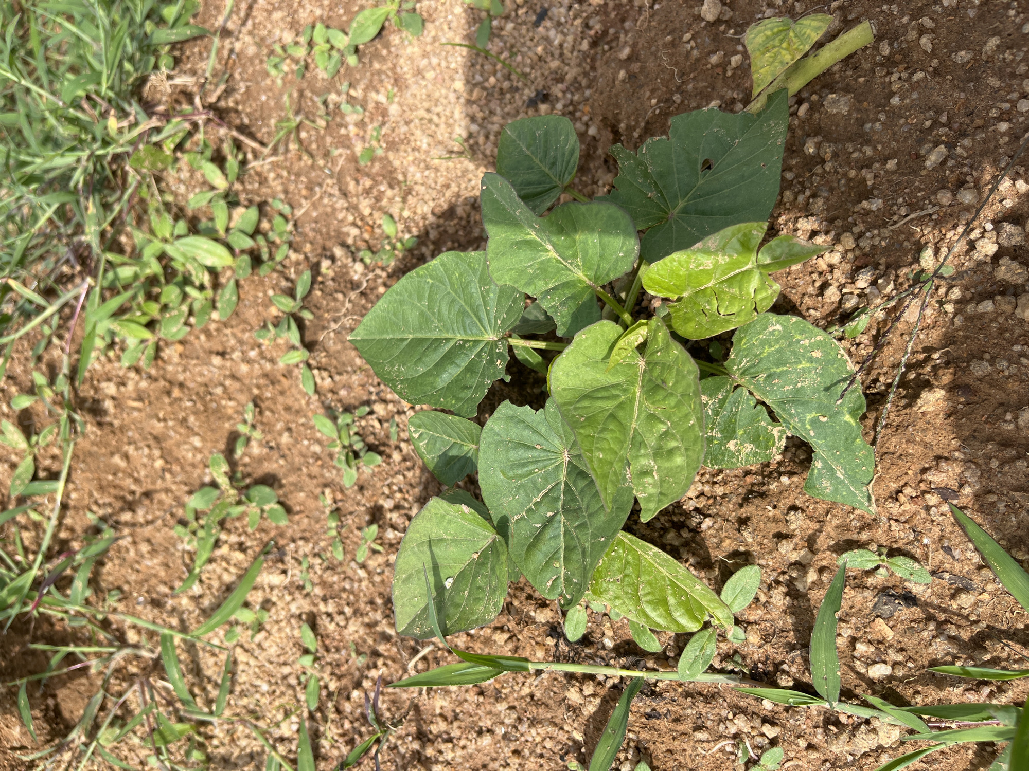 This is a close-up, overhead, eye-level shot of a young plant with several large, heart-shaped green leaves. The plant is growing in dry, sandy, reddish-brown soil mixed with small pebbles and scattered blades of green grass. The plant is centrally located in the frame, with its leaves extending outwards. Some of the leaves show signs of damage, such as small tears and yellowing on the edges. The lighting suggests it is daytime, with shadows cast from an unseen source, creating a slightly dappled effect on the soil. The scene appears to be an outdoor environment, likely a garden or uncultivated patch of land.