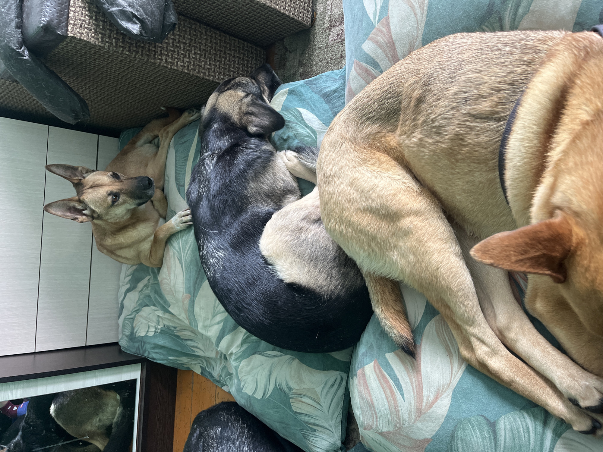 Three dogs rest on a floral-patterned cushion. One dog, tan and alert, faces left. A second dog, black and tan, is curled up. The third dog, mostly tan, is partially visible on the right side. The scene appears to be indoors, possibly in a domestic setting. A couch or furniture is visible in the background. There is no evidence to determine location in the city of Nizhny Tagil, Russia.