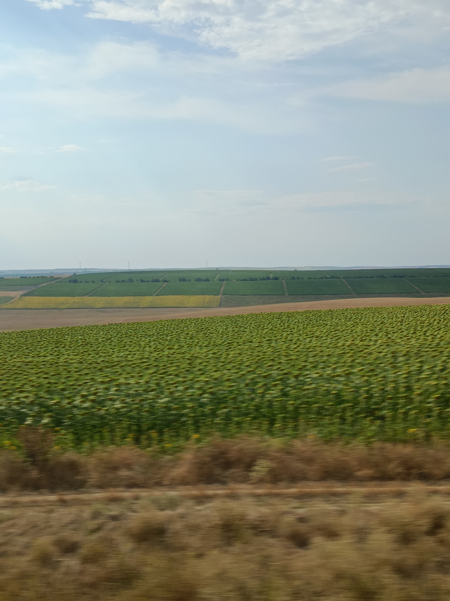 The image shows a vast agricultural landscape under a partially cloudy sky. In the foreground, a blurry band of dry, brown vegetation runs horizontally across the bottom of the frame, suggesting motion blur from a vehicle. Behind this, a large, densely planted field of green sunflowers stretches into the middle ground. The sunflowers are in full bloom and their heads are tilted upwards. Further in the distance, there are rectangular fields of varying shades of green and yellow, demarcated by dark lines, suggesting different crops or stages of growth. Beyond these fields, a horizon line is visible, with a few wind turbines appearing as small white shapes against the pale sky. The overall scene depicts a rural, agricultural area, likely during daytime. Given the context of Comrat, Moldova, this scene is consistent with the fertile agricultural plains found in the region, known for its extensive cultivation of crops like sunflowers.