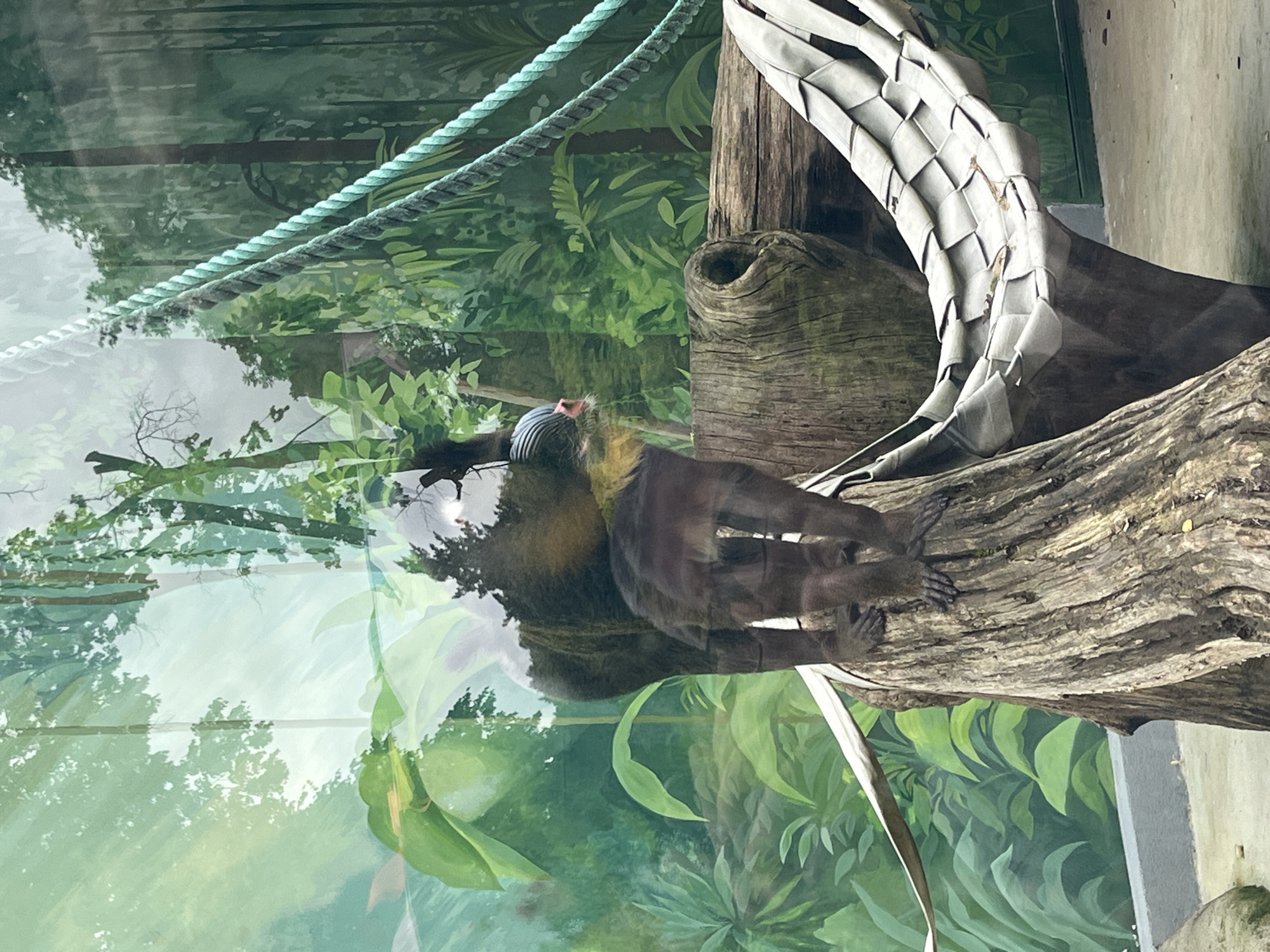 A mandrill is perched on a log in an enclosure with a painted jungle backdrop. The mandrill is facing left, with its hindquarters visible. Behind the mandrill, there is a hammock-like structure made of woven material, also suspended between logs. The enclosure appears to be indoors, possibly a zoo exhibit, given the painted background and the glass reflection evident in the image. The reflection shows trees and sky, suggesting an outdoor environment or a large, open space. There is a rope hanging down from the upper right corner of the frame. No specific location in Kaliningrad, Russia can be determined from the image.