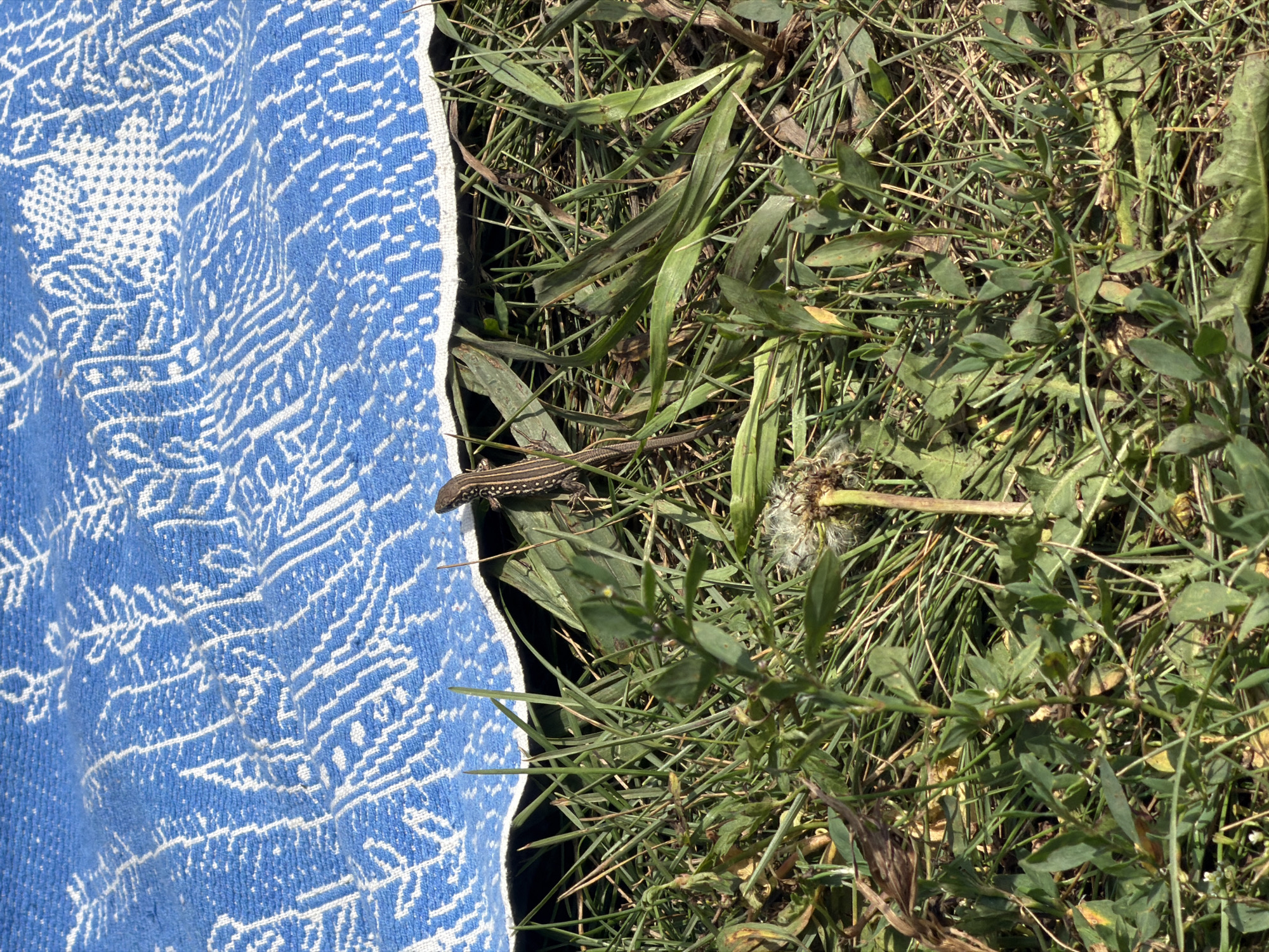 A small, brown and tan lizard with dark stripes is perched on a blade of grass at the edge of a blue and white patterned fabric. The fabric is draped over the grass, creating a shadow. The lizard is looking to the right. The grass is green and dry in some areas, with fallen leaves and seed pods visible. The scene is outdoors, in what appears to be a park or backyard. The image is taken from a high angle, looking down at the lizard and grass. The location in the city of Novosibirsk, Russia cannot be determined from the image.