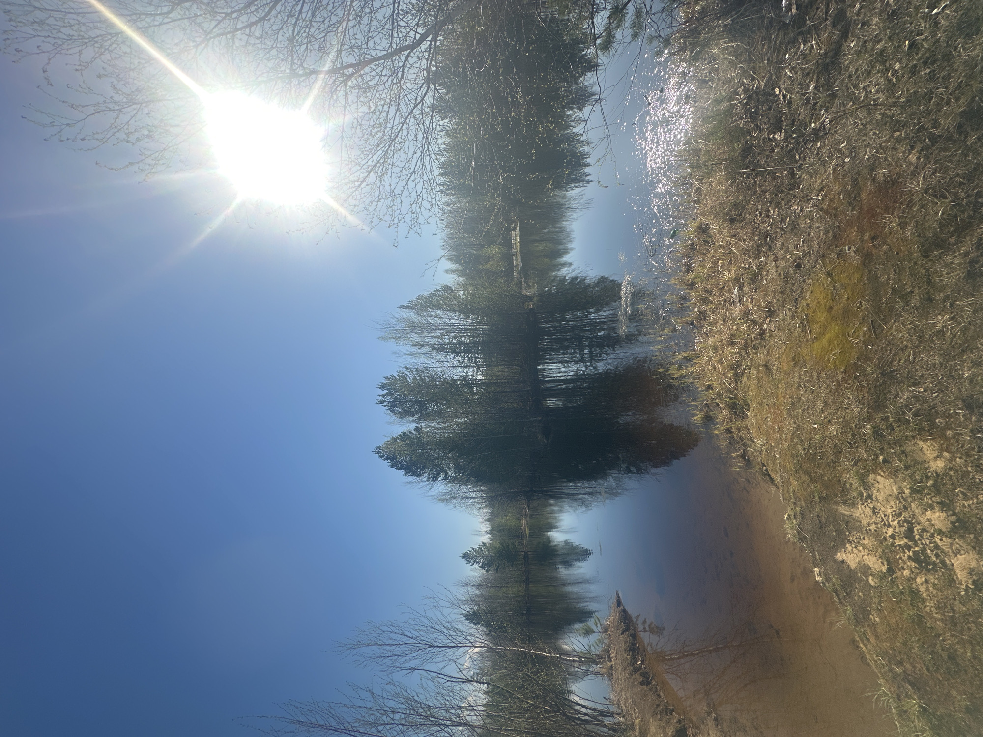The image depicts a body of water reflecting trees and a clear blue sky with a bright sun. The shoreline on the right is covered in dry vegetation. The location is likely in Vysokii, Russia, although there are no specific features in the image to confirm the exact location. There are no people present.