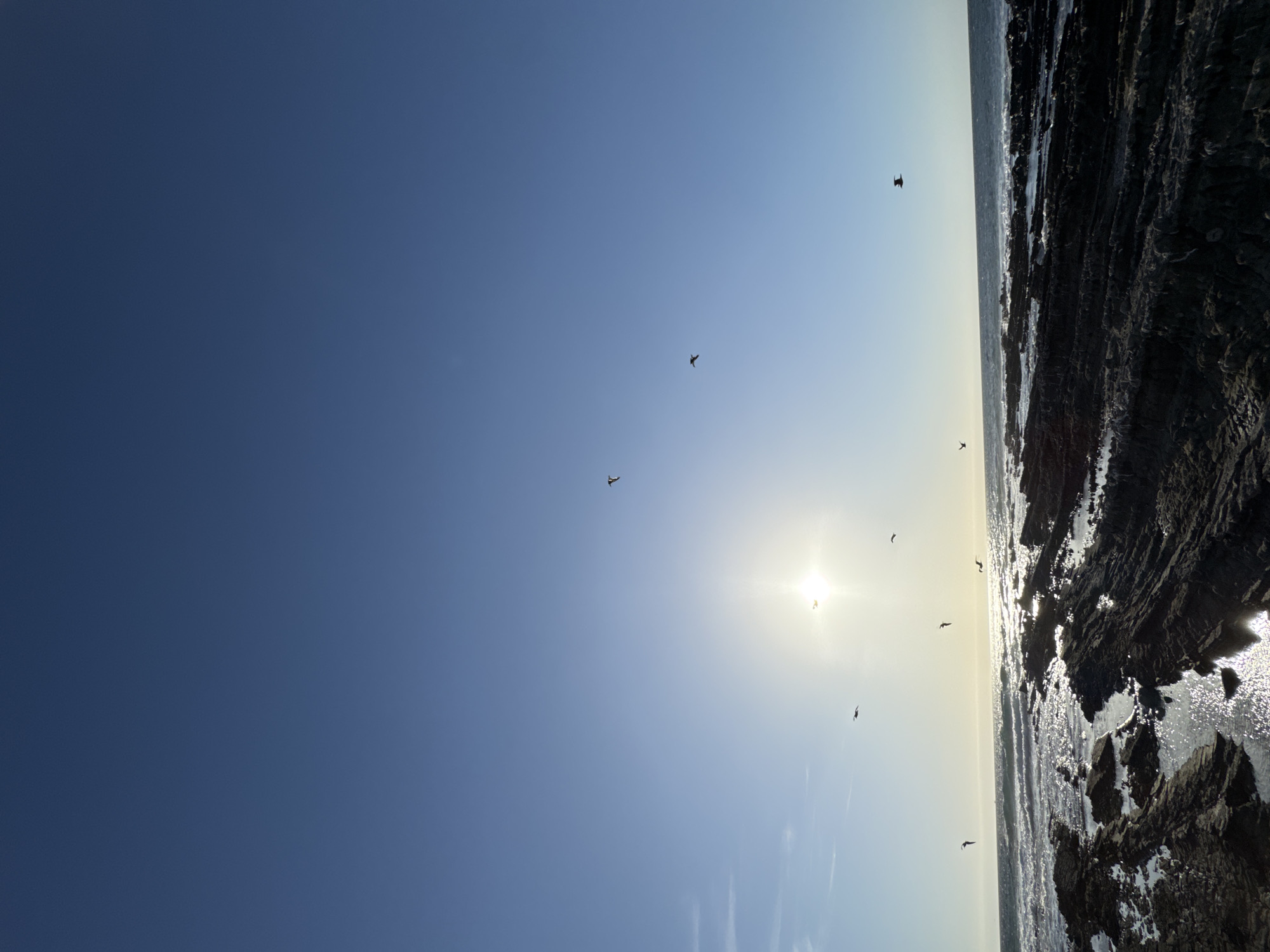 The image depicts a sunny day at the coast. Silhouetted birds are flying in the bright sky above a body of water. Rocky formations are present on the right side of the image. The location is Unknown, Unknown.