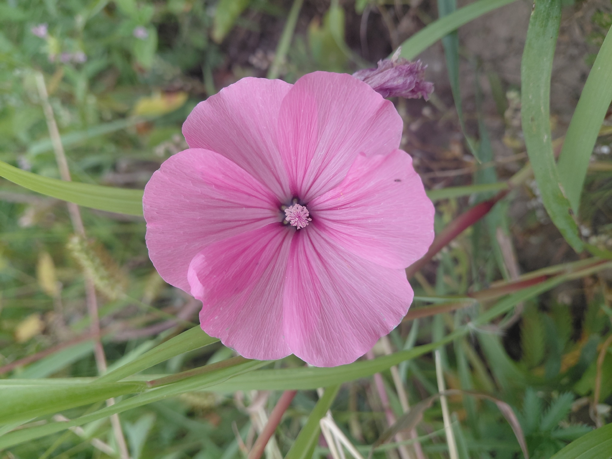 A close-up, eye-level shot captures a delicate pink flower with five petals, each featuring prominent veining. The flower is centered in the frame, with its petals unfurling outwards. At the center of the flower, a cluster of tiny, light pink stamens is visible. Surrounding the flower is a background of blurred green foliage, with hints of brown soil and a few dry, purple flower remnants on the right side. Tall, thin green blades of grass flank the flower, some with reddish stems, adding a natural, outdoor setting. The lighting is soft, suggesting an overcast day or early morning. The image was taken in Malinovka, Russia.