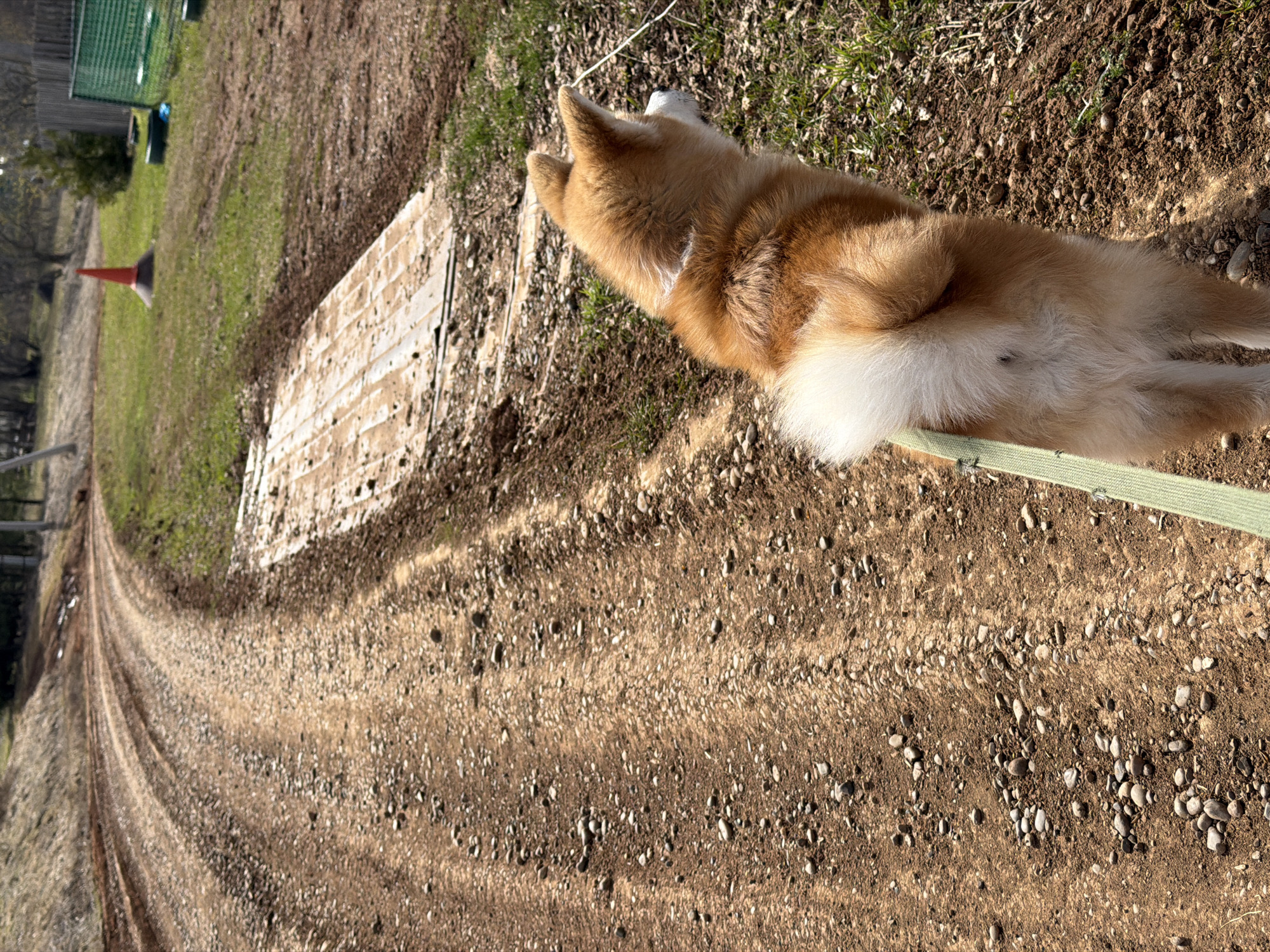 The image shows a dog lying on a dirt path in what appears to be a rural or semi-rural area, potentially in Заболотово, Russia. The dog is a light brown and white breed, possibly an Akita or similar spitz-type. It is lying on its side with a green leash near its body. The ground is covered with dirt and small rocks. A path with tire tracks runs through the scene. In the background, there is grass, and a concrete structure. Further in the background, there's a cone and building. The scene appears to be outdoors in daylight.