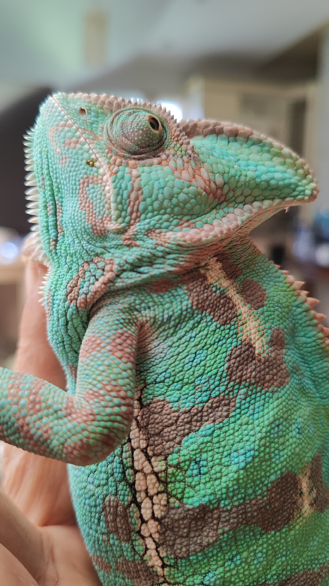 The image is a close-up, vertical shot of a veiled chameleon. The chameleon has turquoise and brown patterned scales and is being held in a person's hand, which is visible in the lower left and center of the frame. The background is blurred and appears to be an indoor setting with soft, diffused lighting. There is no identifiable location in Sochi, Russia.