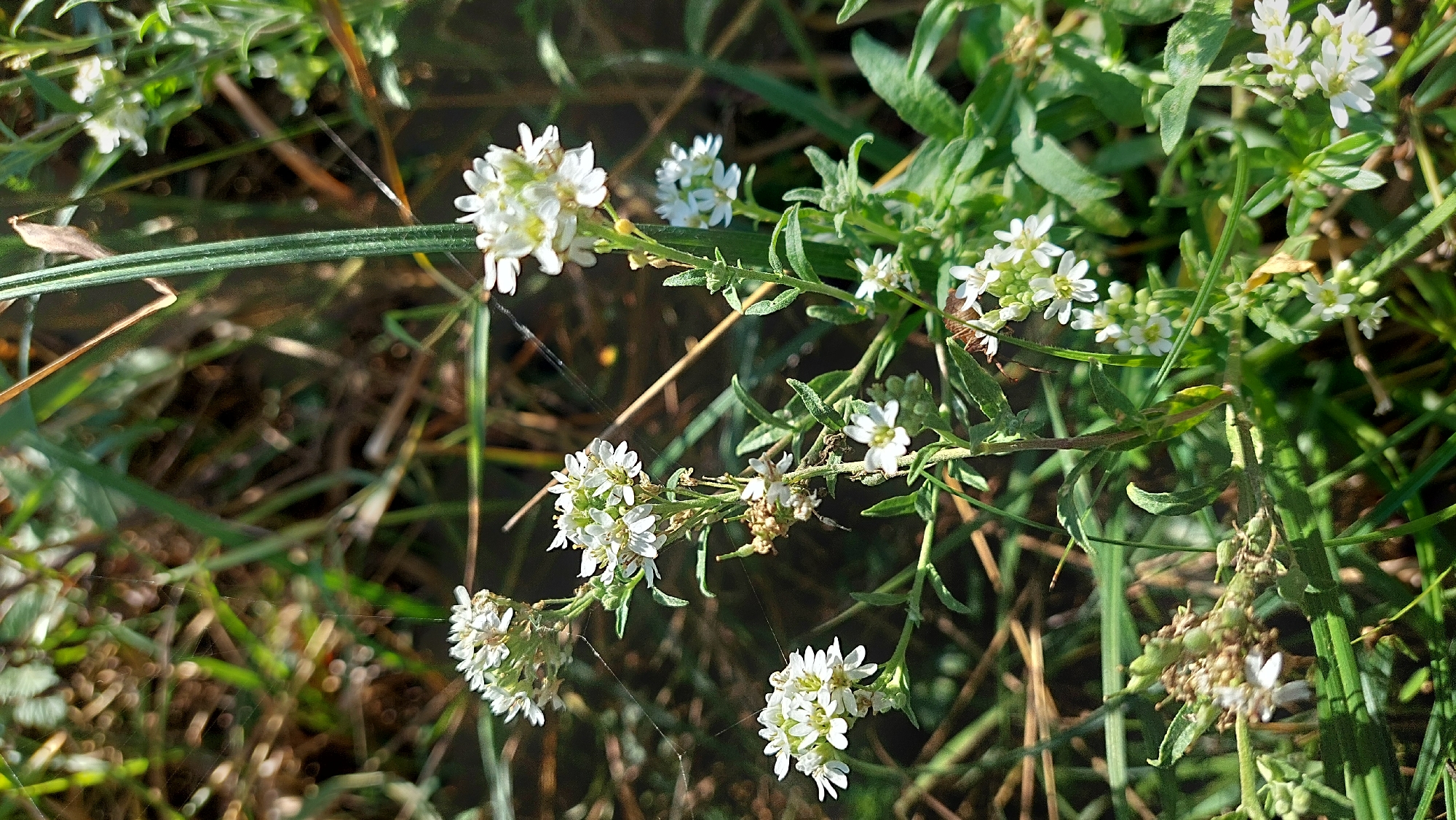 The image shows a close-up view of a cluster of small white flowers with green leaves and stems, growing amongst tall grasses. The flowers are clustered together in delicate racemes, with individual blooms measuring approximately 5 millimeters across. The background is blurred, suggesting a shallow depth of field, with tones of green, brown, and yellow from the surrounding vegetation and soil. Sunlight filters through the scene, creating highlights and shadows. A thin strand of spiderweb is visible in the upper left portion of the image. This natural setting is likely found in the rural areas surrounding Kozarovychi, Ukraine, a village located in the Kyiv Oblast region.