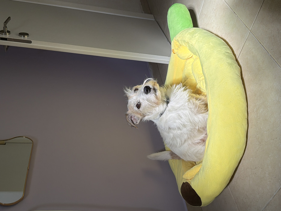 A wire-haired terrier-type dog, predominantly white with tan markings on its head and the tip of its tail, is seated upright within a yellow, plush, banana-shaped dog bed. The dog wears a dark collar and gazes slightly to its left, revealing dark eyes and a dark nose. The banana bed features a brown stem-like section on the left and a green end on the right. The setting is an interior room, described as a residence in Tel-Aviv, Israel. The background includes a light purple wall on the left, adorned with a small, irregularly shaped mirror in a gold-colored frame. To the right, a white door with a silver-toned handle is positioned slightly ajar. The floor consists of light-colored square tiles.
