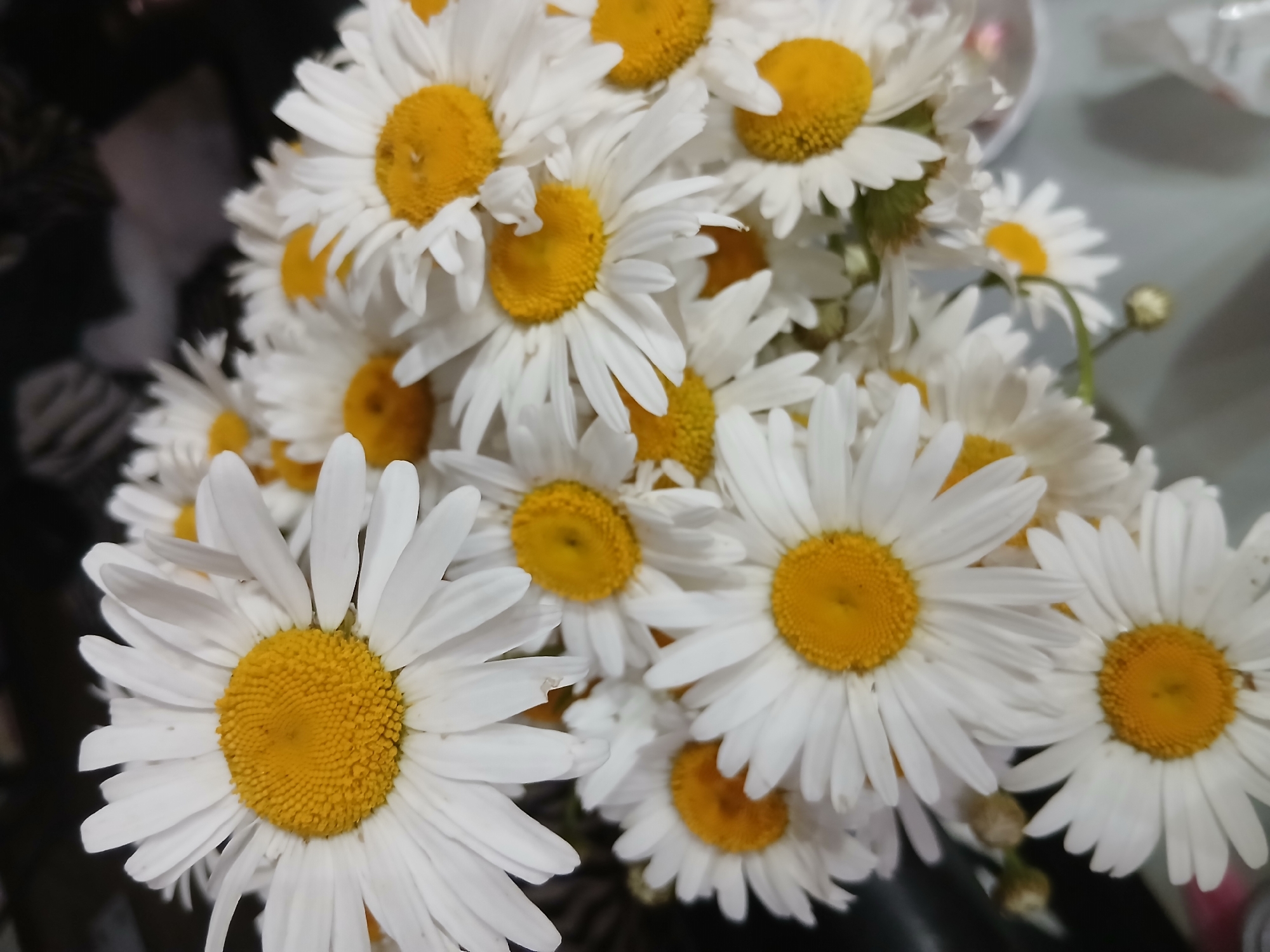 A close-up, eye-level shot features a bouquet of daisies with bright yellow centers and white petals. The flowers are densely packed and fill the frame, with some in sharp focus and others slightly blurred. The background is dark and indistinct, hinting at an indoor setting, possibly a dimly lit room or a dark surface behind the bouquet. The lighting is soft, highlighting the texture of the petals and the vibrancy of the yellow centers. The arrangement appears to be a still life, with no people or discernible actions taking place. The overall impression is one of natural beauty and simplicity.