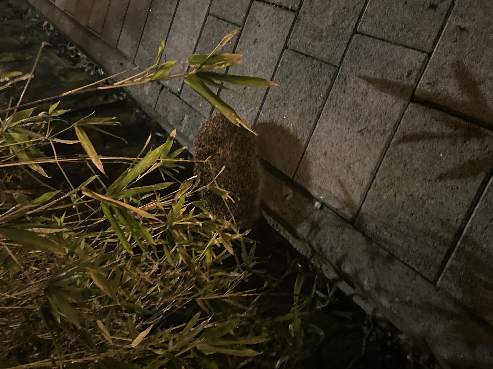 A hedgehog is foraging near a stone path in a dimly lit area. Bamboo leaves frame the left side of the image, partially obscuring the hedgehog. The stone path, composed of rectangular tiles, runs along the right side of the hedgehog. A dark, indistinct area runs along the bottom of the frame, and the setting appears to be outdoors at night. The location is speculated to be Sochi, Russia.