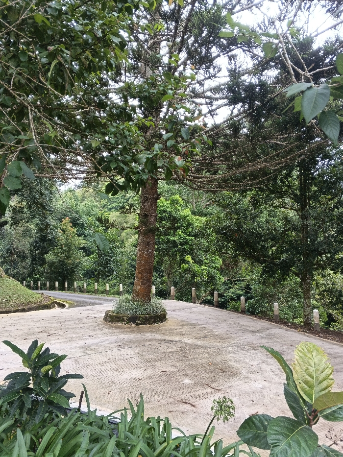 The image displays a concrete pathway within a densely vegetated environment in Tah, Vietnam, under an overcast sky. A single, prominent tree with a textured brown trunk and green foliage stands centrally within a small, raised circular planter, situated at a junction or curve in the pathway. The pathway bifurcates, with one branch curving uphill to the left, bordered by a manicured grassy slope, and the other branch curving to the right, bordered by a series of approximately twelve light-colored, cylindrical bollards. Beyond the pathway, dense tropical forest with multiple layers of green trees dominates the background. In the foreground, various green plants are visible, including broad-leafed shrubs on the left and right, and narrow-leafed plants in the center-bottom, one exhibiting a spherical flower head. No human figures, animals, or vehicles are present in the scene. The lighting is natural and diffused.