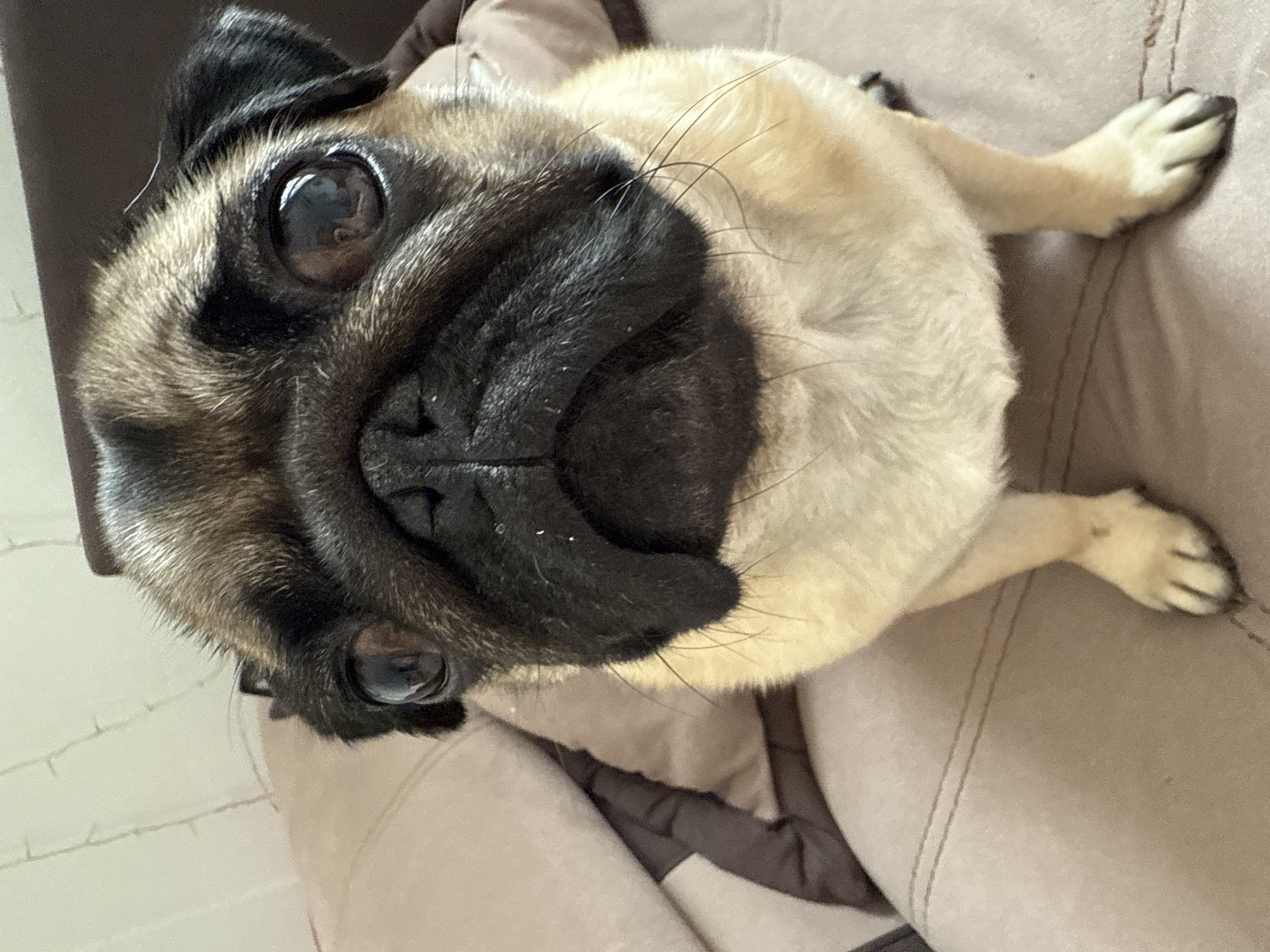 A close-up, top-down shot showcases a fawn-colored pug. The pug is lying on its back on a brown couch, its face filling most of the frame. Its large, dark eyes are prominent, reflecting the light. The pug's wrinkled black muzzle and ears are characteristic of the breed. A few long whiskers extend from its snout. The pug's body is mostly light tan, with hints of black markings around its face. The background consists of the textured surface of the couch, with some stitching visible. The lighting suggests it is daytime, likely indoors. There is no visible text in the image.