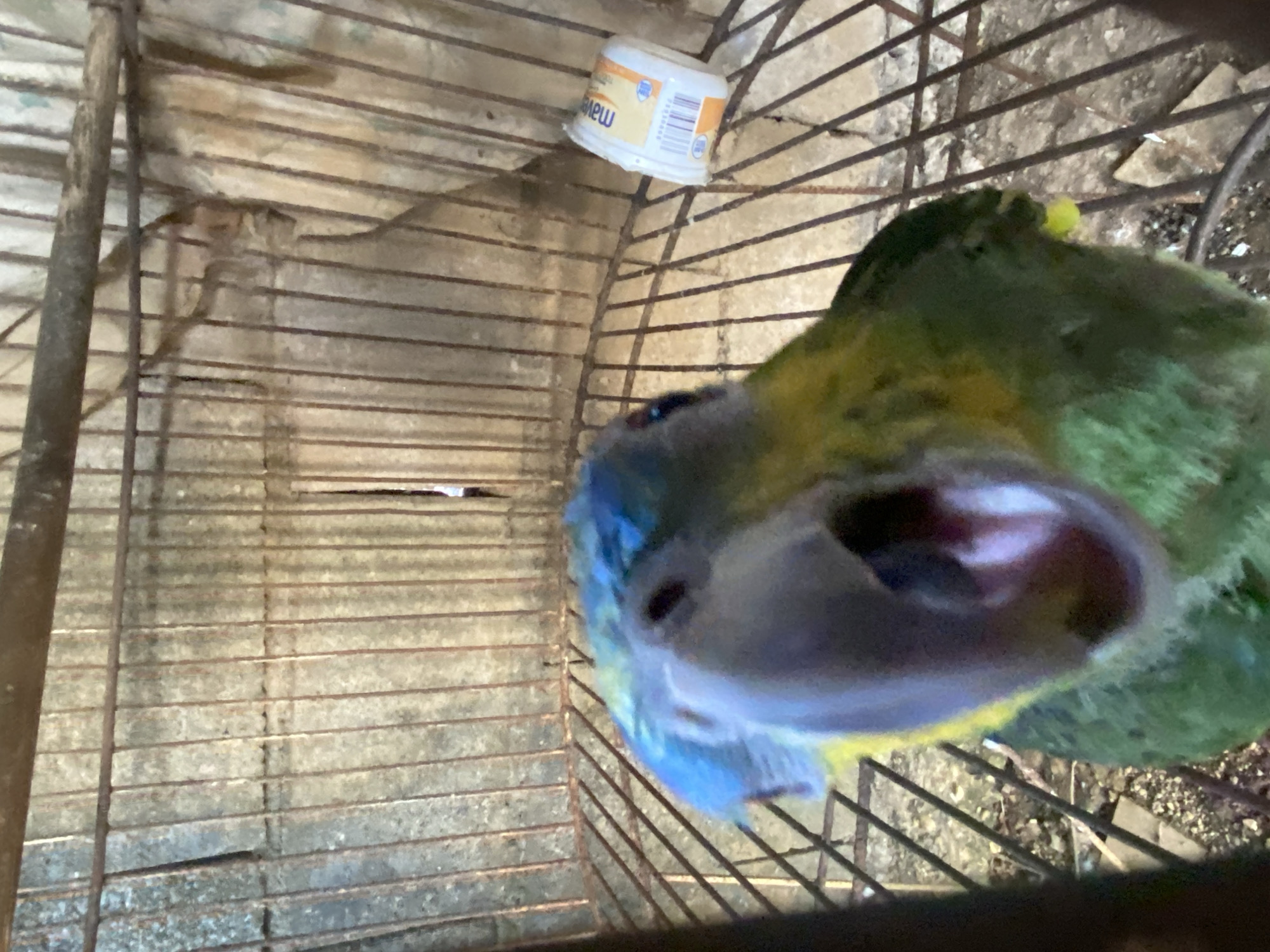 The image shows a bird, possibly a parrot, in a cage. The bird has green, yellow, and blue feathers and is close to the camera. The cage is made of metal bars. A white plastic container with writing on it is placed on top of the cage. The location is Tinaquillo, Venezuela.
