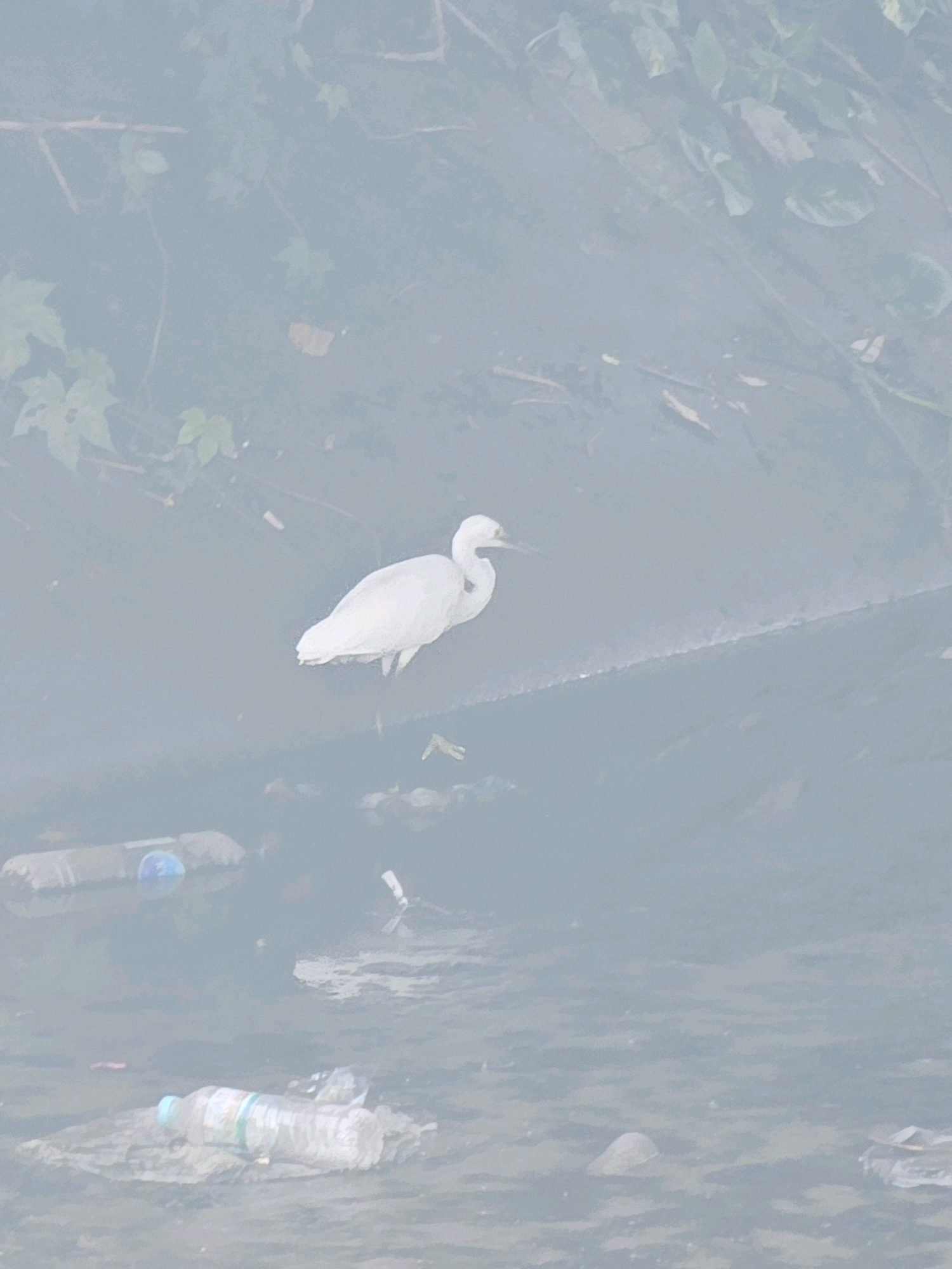 The image shows a white egret standing in a body of water. The egret is facing to the right, with its beak slightly open. The water is murky and appears to contain some debris, including plastic bottles. The background is blurred, but appears to be vegetation. The overall lighting is dim and hazy, suggesting it might be early morning or late evening, or that the image was taken in misty conditions. The scene is likely a canal or a river in an urban area, given the presence of plastic pollution. It is not possible to definitively identify the location as Bangkok, Thailand, based solely on the visual information provided in the image.
