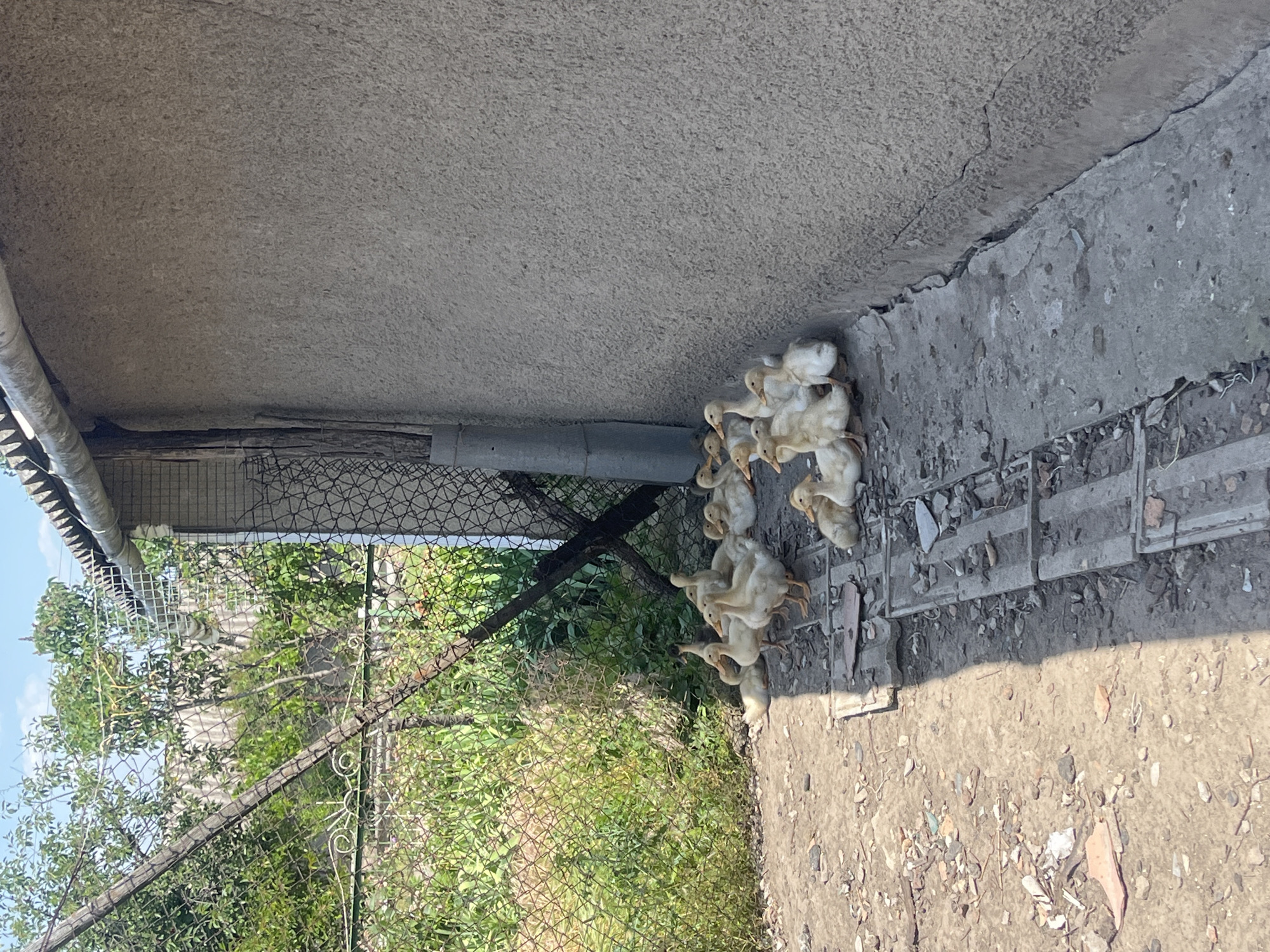In Chernove, Ukraine, a cluster of young ducklings huddles together on a concrete path. The scene is outdoors, bathed in bright sunlight, suggesting it is daytime with clear weather. The ducklings, mostly yellow and white, are gathered near the base of a rough concrete wall, with some appearing to be climbing onto a raised concrete section. To the left of the ducklings, a chain-link fence separates them from a patch of lush green foliage and trees, with a glimpse of a corrugated roof and a pipe visible above. The ground around the ducklings is a mixture of concrete, dirt, and small debris like pebbles and dried leaves. The overall impression is of a rural or backyard setting where young poultry are being kept. There is no text visible in the image.