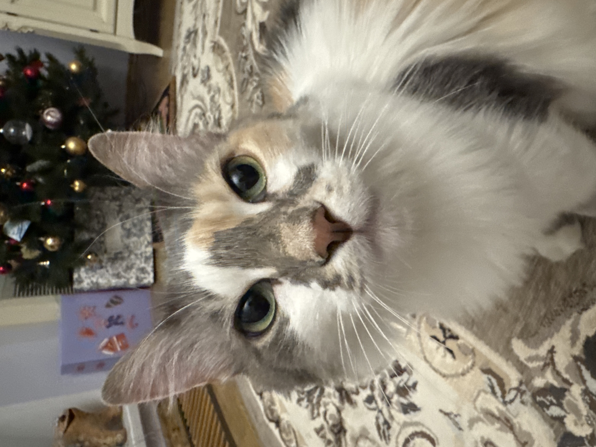 A calico cat with green eyes and white, grey, and orange patches is the subject of a close-up photograph. The cat's face is centrally framed, with its whiskers prominently displayed. The background is softly blurred, showing a patterned rug, a Christmas tree with ornaments, and pieces of furniture. The scene appears to be an indoor setting. The location of Yeysk, Russia, is not depicted or suggested by any elements within the image.