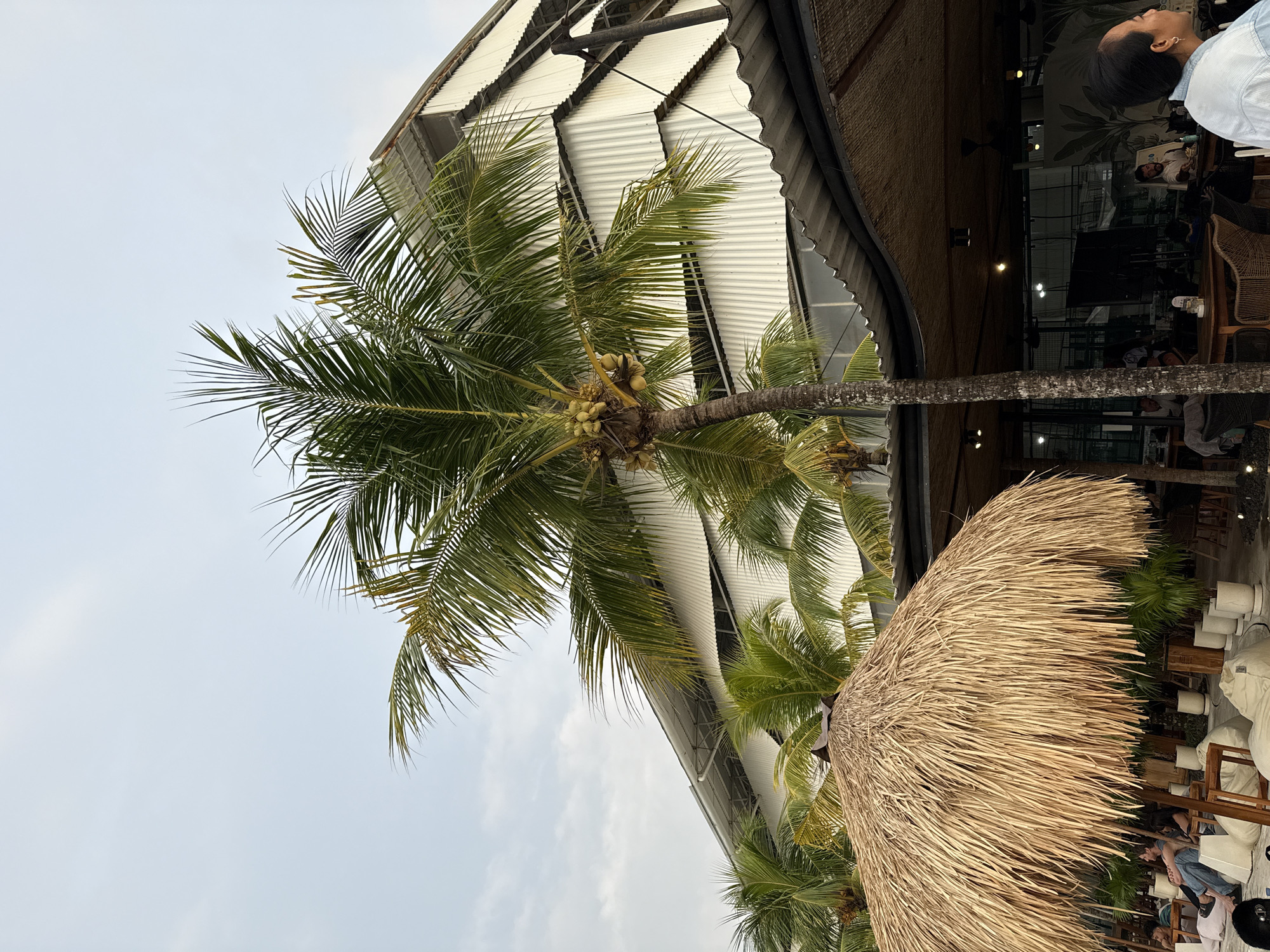 The scene captures a restaurant or cafe setting in Canggu, Indonesia, characterized by a blend of modern and tropical design elements. Patrons are seated at tables, engaged in dining and conversation. Overhead, a structure with a corrugated metal roof and exposed metal beams provides shelter, while a thatch-roofed umbrella offers shade to other seated customers. A tall coconut palm tree stands prominently, its fronds and coconuts adding a tropical ambiance. The sky is overcast.