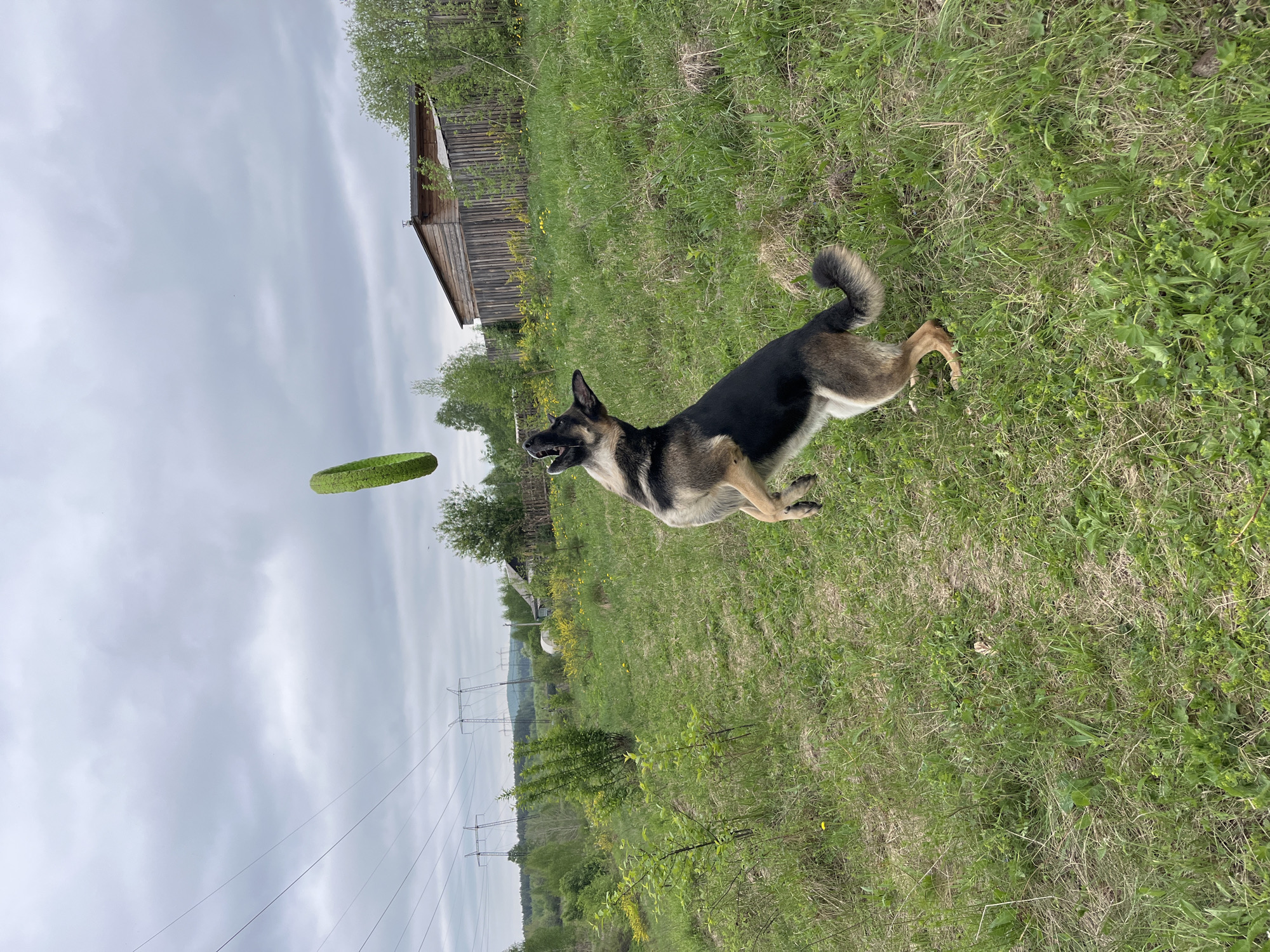 The image depicts a German Shepherd dog in mid-air, seemingly about to catch a green frisbee. The scene is set in a grassy field with a wooden structure (possibly a barn or shed) visible in the background. Power lines stretch across the sky in the distance. The sky is overcast, suggesting a cloudy day. The specific location within Nizhny Tagil, Russia, cannot be determined from the image alone.