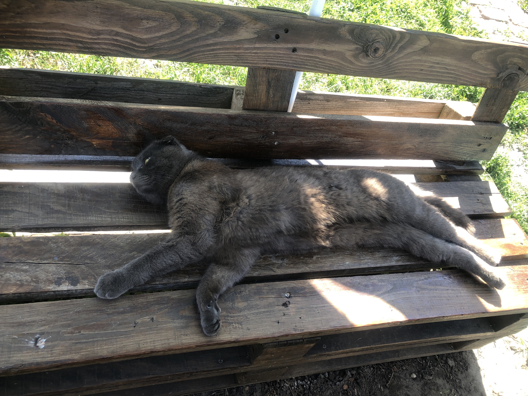 A gray Scottish Fold cat is lying stretched out on a wooden pallet. The cat is facing left, with its head turned to look towards the camera. Its eyes are open and appear to be yellow or green. The cat's body is long and slender, and its paws are extended in front of it. The wooden pallet is made of rough, weathered wood and is outdoors, with green grass and sunlight visible in the background. The overall scene is one of a relaxed cat enjoying a sunny day.