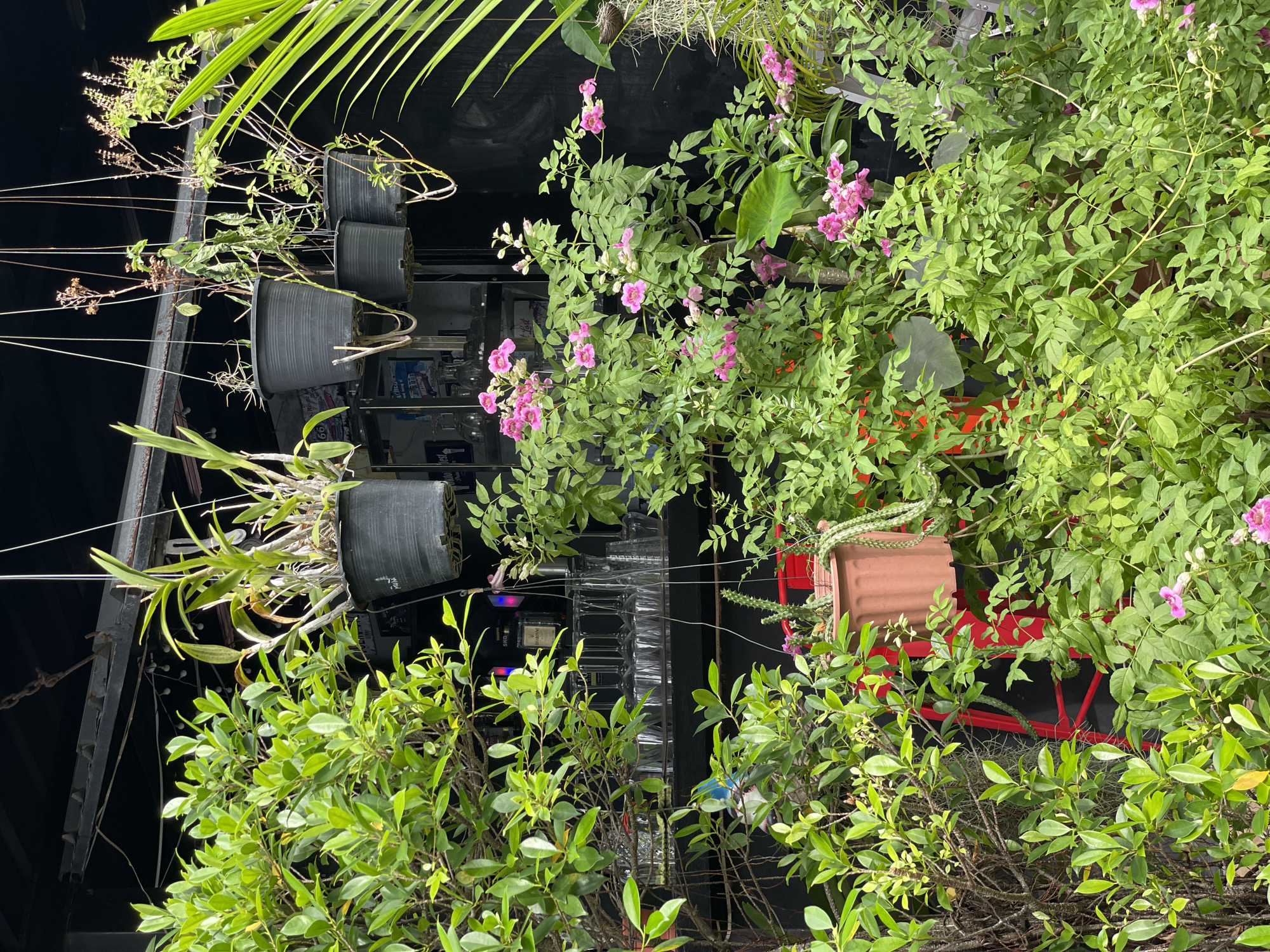 The image depicts an outdoor scene in Karon, Thailand, featuring an eclectic assortment of potted plants suspended from a metal structure. The plants include leafy bushes, some with pink blossoms, along with herbs and orchids in hanging pots. A red metal cart sits behind some of the plants. Behind the plants are reflective surfaces, which appear to include shelves of assorted items. A palm frond is visible at the top of the frame.