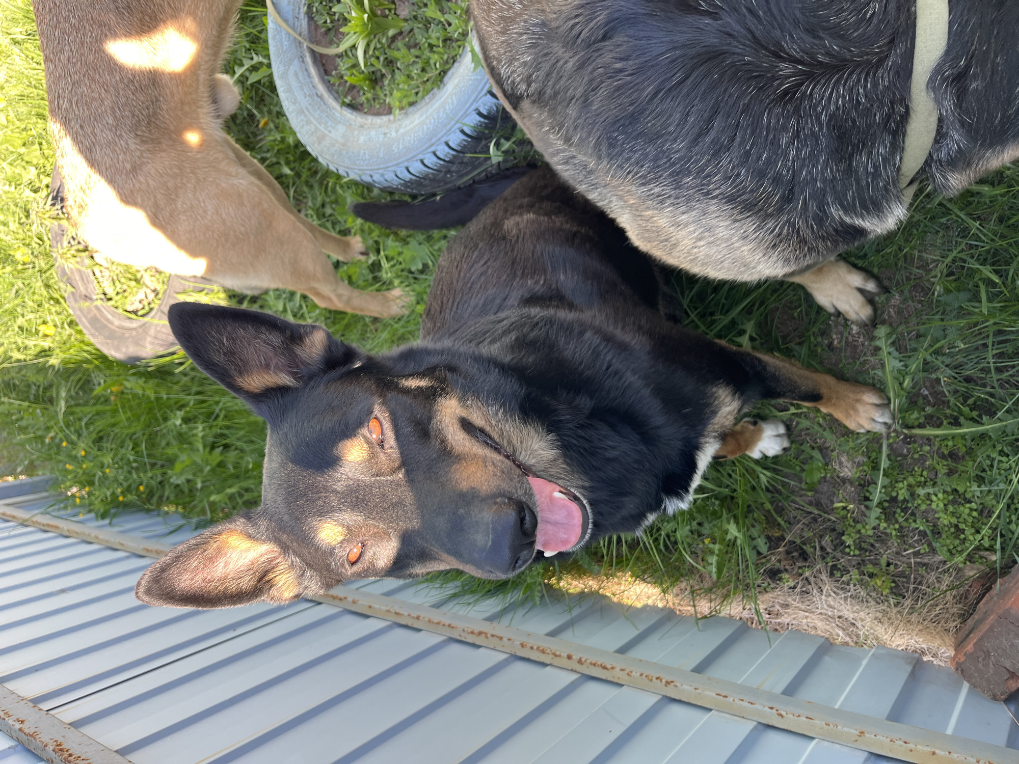 The scene depicts three dogs in an outdoor setting, possibly in Nizhny Tagil, Russia. A black and tan German Shepherd mix is the focal point, lying on a metal roof with its tongue lolling out, appearing relaxed or panting. A brown dog, possibly a similar breed, is partially visible in the upper left corner, standing near the edge of the roof. In the upper right, another dog, largely obscured, has black fur and appears to be wearing a green collar. The dogs are surrounded by green grass and some bare patches of dirt. A white and blue tire lies near the brown dog. The lighting suggests it is daytime, with the sun shining on the dogs and the surrounding environment.