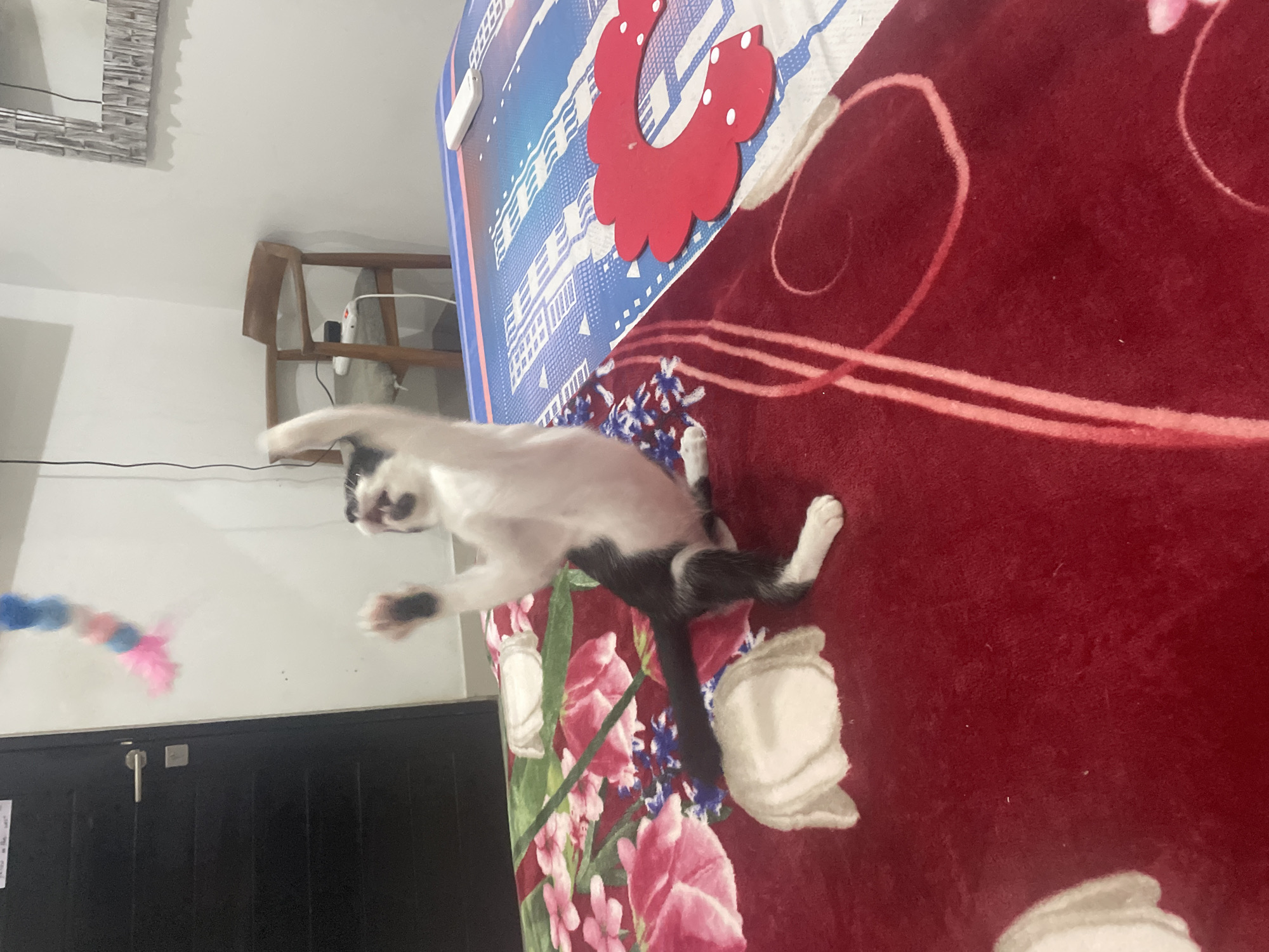 The image captures an indoor scene, likely a bedroom in Denpasar, Indonesia, showing a black and white cat in a moment of playful action. The cat, with prominent black patches and white fur, is in mid-motion, appearing to leap or swat with its front paws outstretched. Its mouth is slightly open, suggesting intense engagement with a toy.
The cat is playing near a bed covered with multiple layers. The top layer is a deep red blanket or comforter featuring subtle lighter red floral or swirling patterns. Beneath it, a sheet or another blanket displays a distinct blue and white geometric pattern, accentuated by a large, bright red, flower-like cutout attached to it. Several white, fluffy items, possibly discarded cat toys or parts of the bedding, are scattered on the red blanket. The cat is actively batting at a multi-colored feather toy, which appears pink, blue, and white, and is blurred due to its movement.
In the background, a white wall is visible, along with a light-colored wooden chair or shelving unit. A rectangular mirror with a textured, patterned frame hangs on the wall. To the left, a dark, possibly black, door with a silver handle is partially visible. The overall lighting suggests it is daytime or a well-lit interior. The image is oriented on its side, giving the impression that the cat is jumping upwards from the bed. No discernible text is visible in the frame.