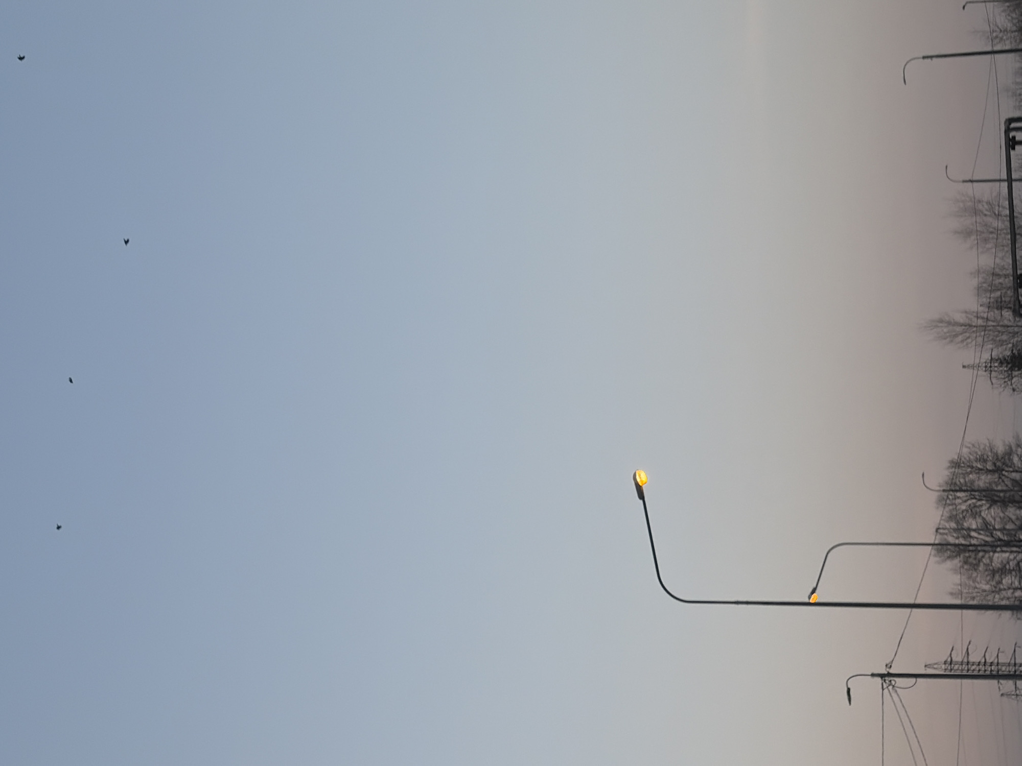 The image depicts a view of the sky above what appears to be a street or public area. The sky transitions from a light blue to a lighter shade, likely indicating sunrise or sunset. Several dark silhouettes of birds are visible against the sky. Along the bottom and right side of the image, there are street lamps, some of which are illuminated with a warm yellow light. Power lines and skeletal tree branches are also present. The location is likely Saint Petersburg, Russia, based on the presence of street lamps and power lines, which are typical features of urban environments in that region. No people are visible in the image.